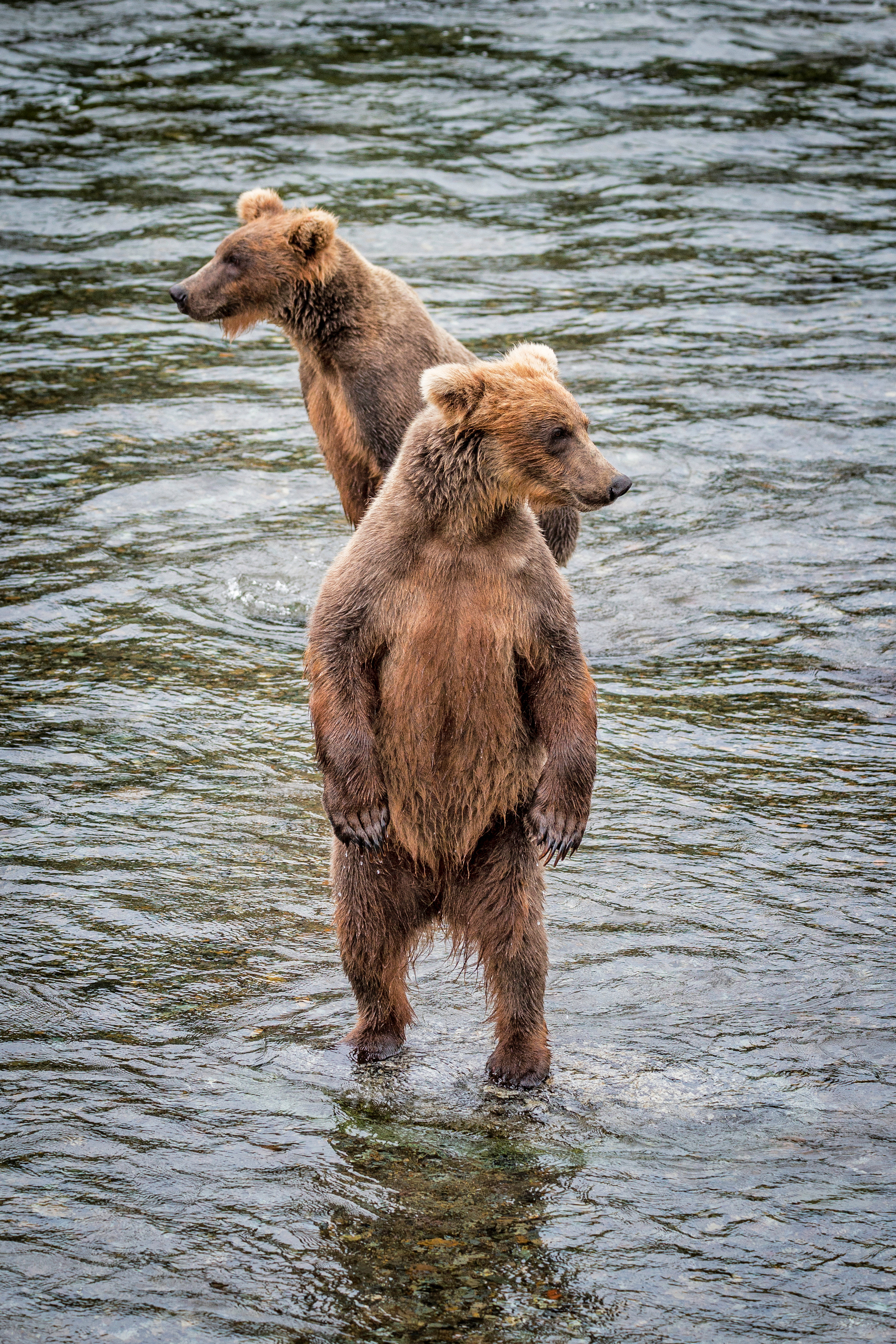 Alaska. Pet, Senior, Landscape, portrait studio, photographer in Miami and Sou