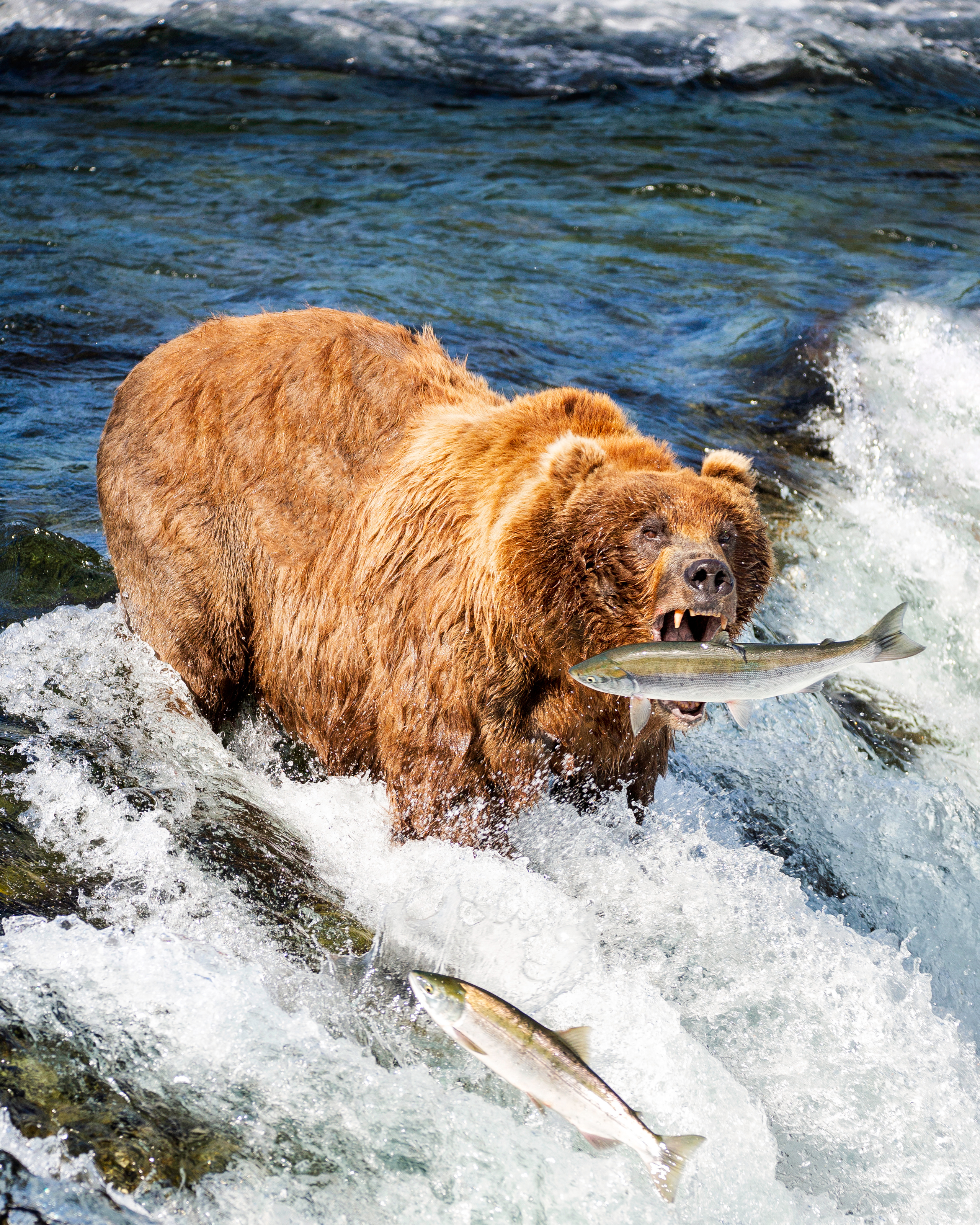 Alaska. Pet, Senior, Landscape, portrait studio, photographer in Miami and Sou