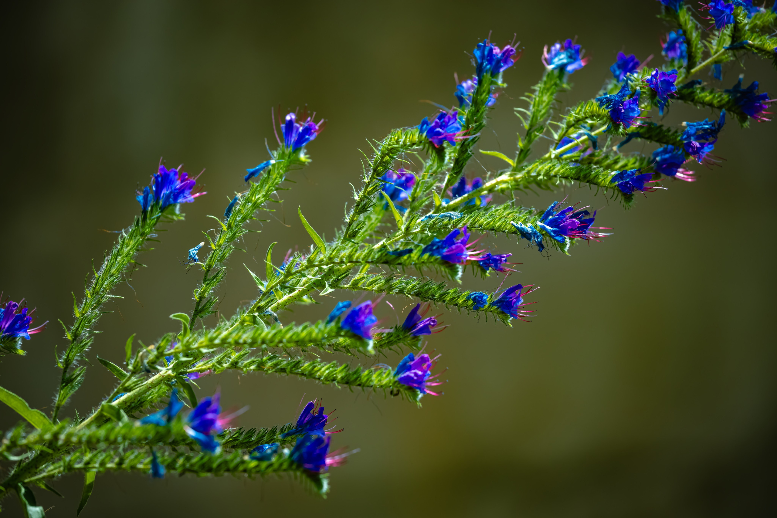 Portret bebeluș la botez realizat de Mitroi Iulian