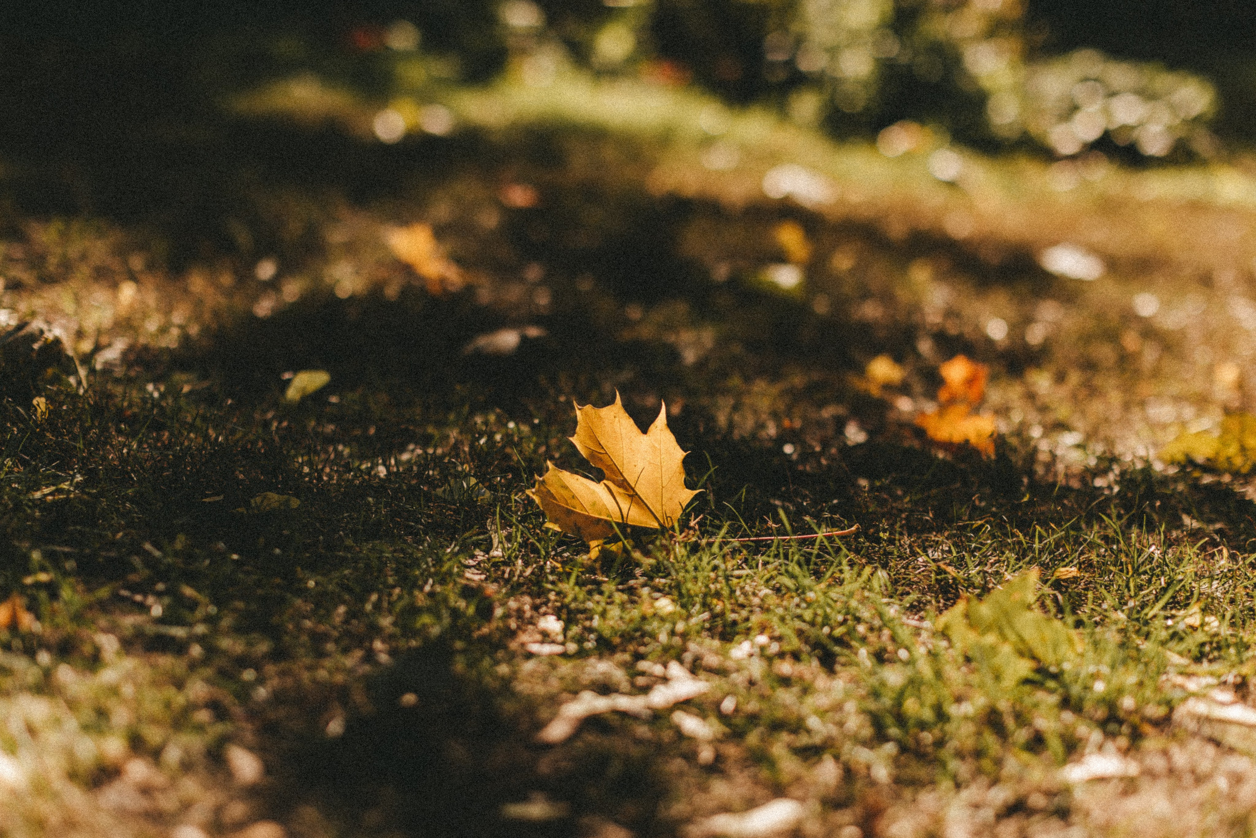 Фестиваль тыкв в Людвигсбурге. Фотограф в Германии — Мария Чистякова