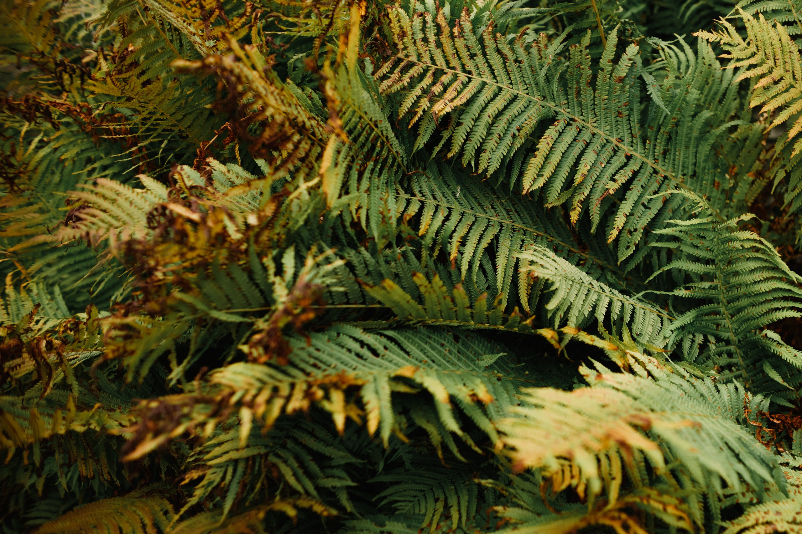 Grodno. Kaja | fotograf we Wrocławiu | ludzie i psy