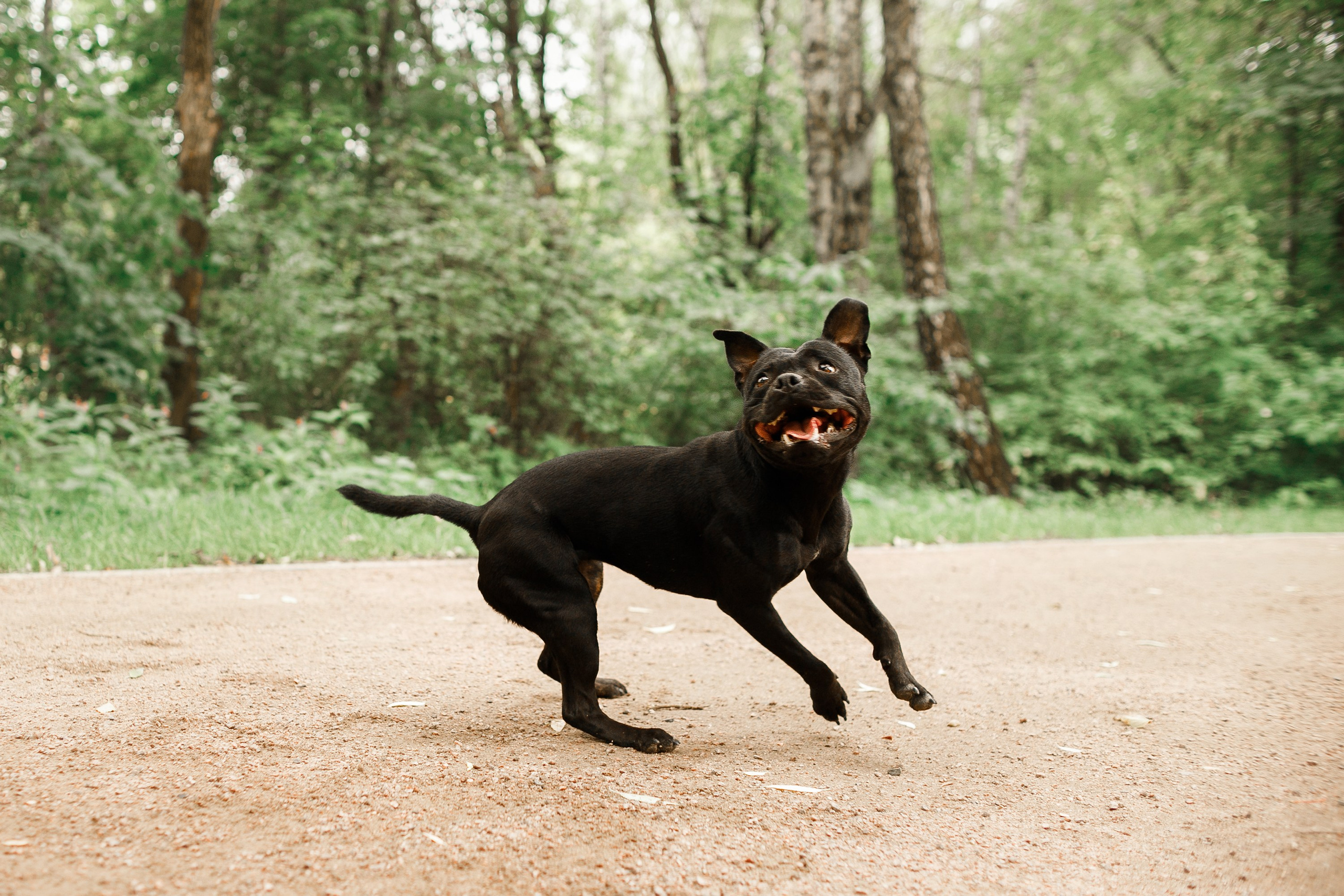 Staffy Yosia. Kaja | fotograf we Wrocławiu | ludzie i psy