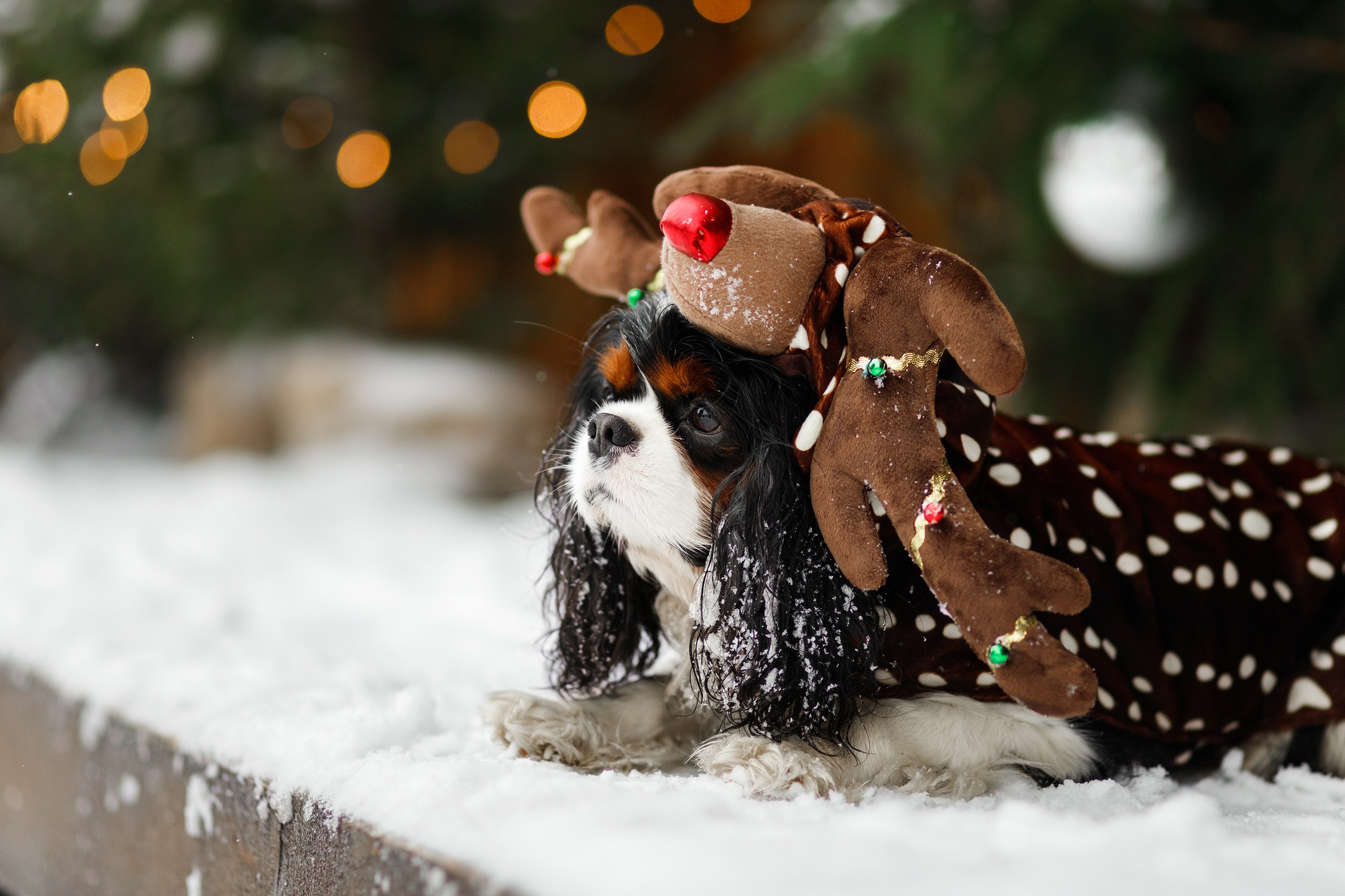 Uliana & winter spaniels. Kaja | fotograf psów we Wrocławiu