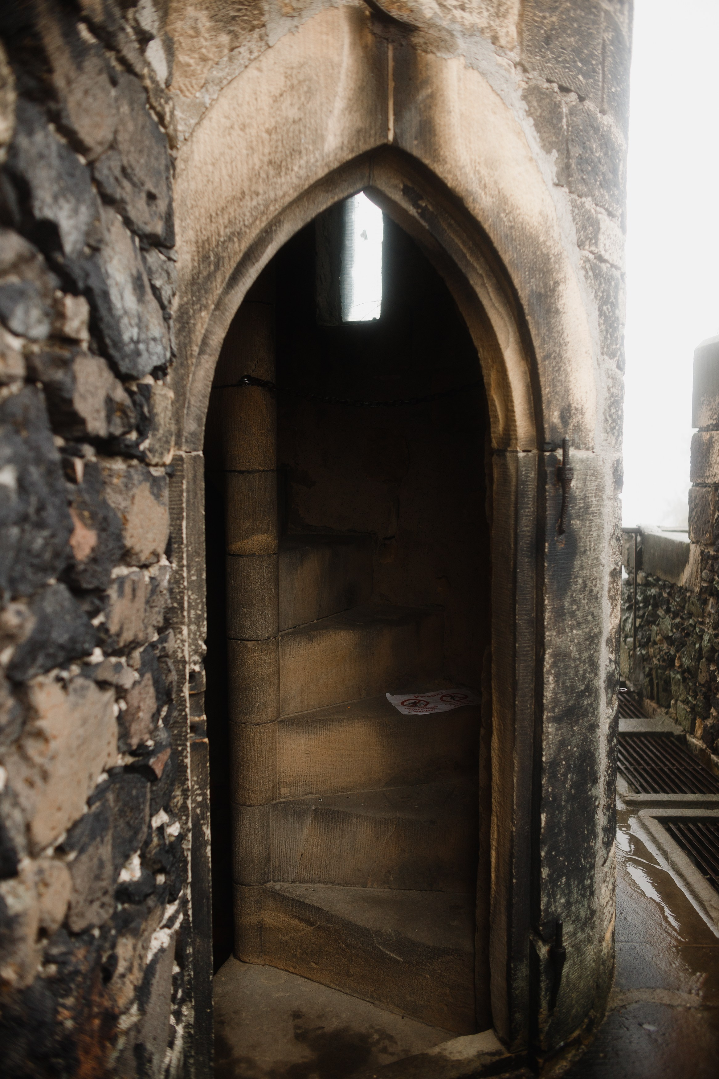 Zamek Grodziec. Kaja | fotograf psów we Wrocławiu