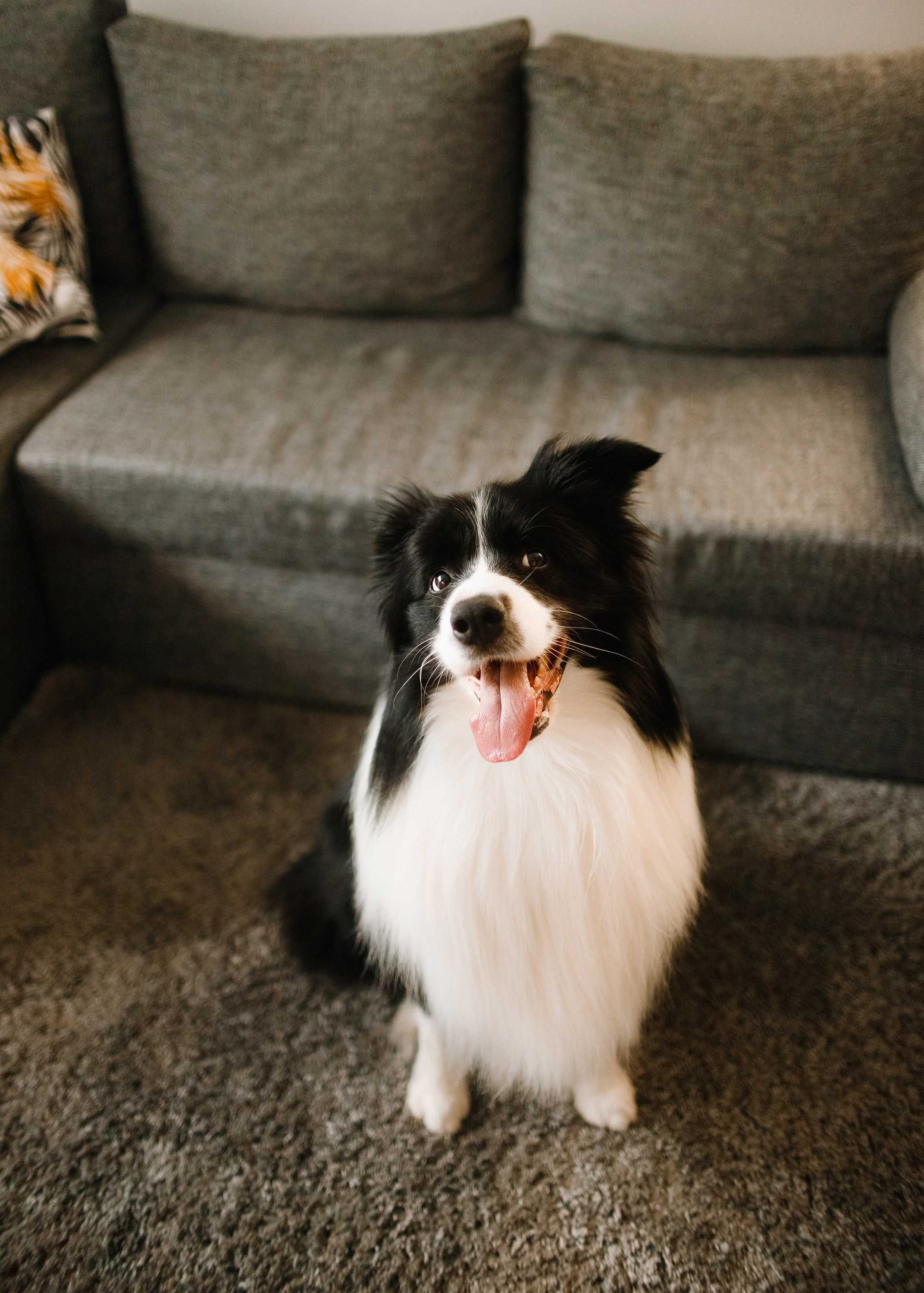 Evgenia & Richard. Kaja | fotograf we Wrocławiu | ludzie i psy