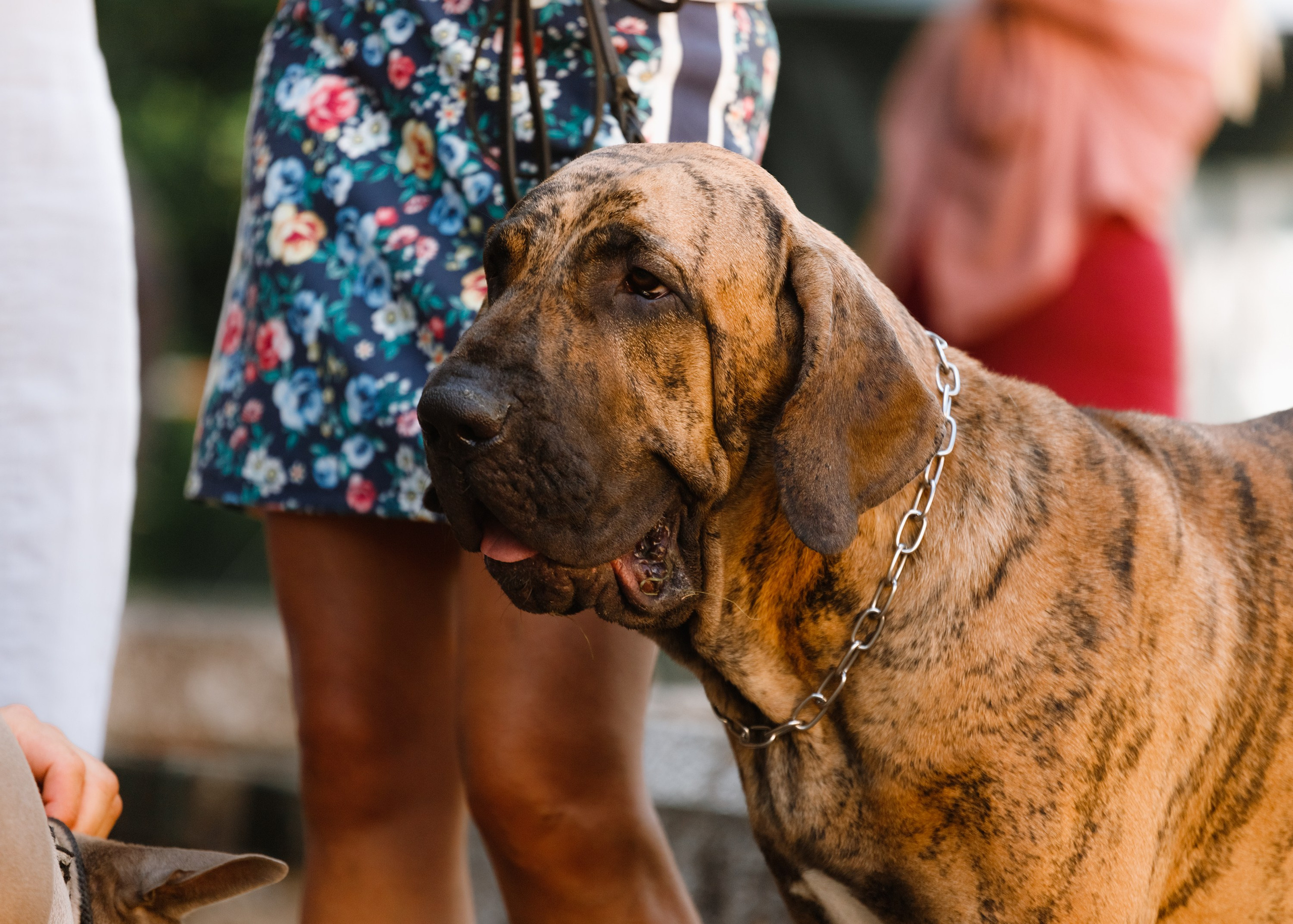 «Argus» dog show in Brest. Kaja | fotograf we Wrocławiu | ludzie i psy