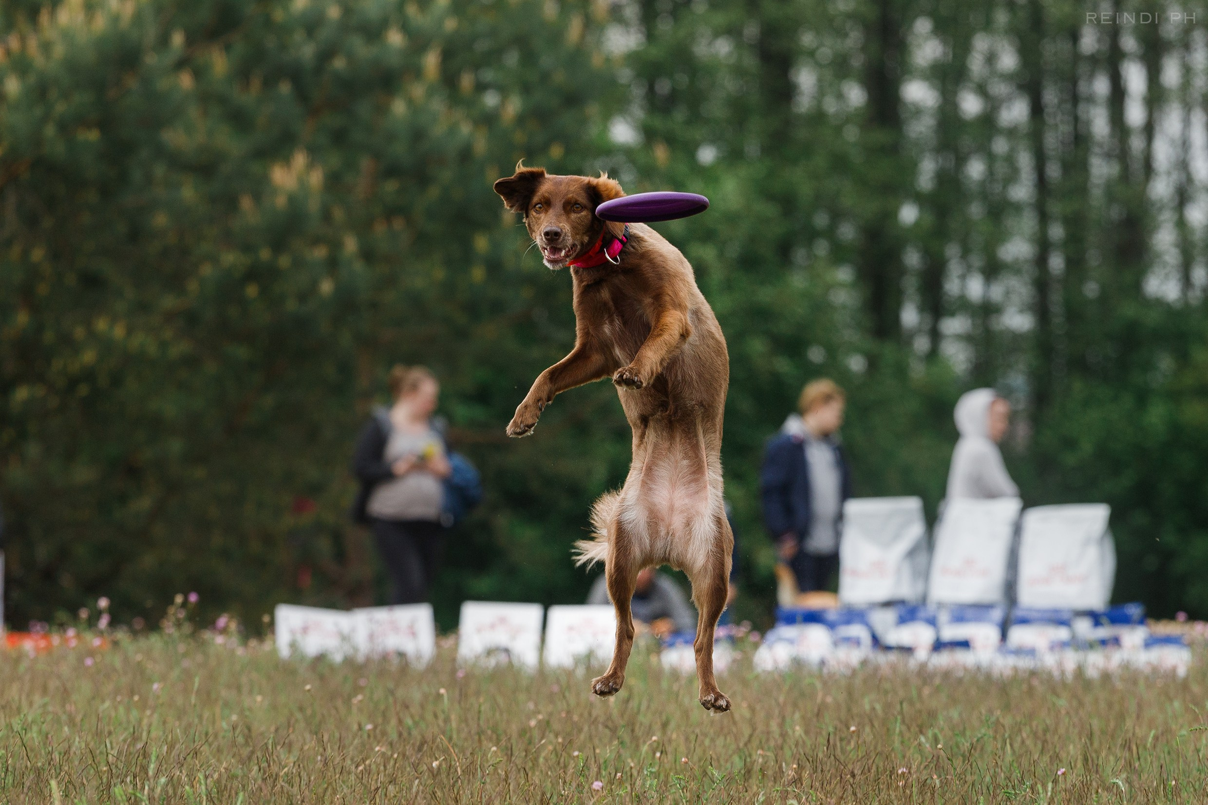 Dog frisbee championship | summer. Kaja | fotograf we Wrocławiu | ludzie i psy