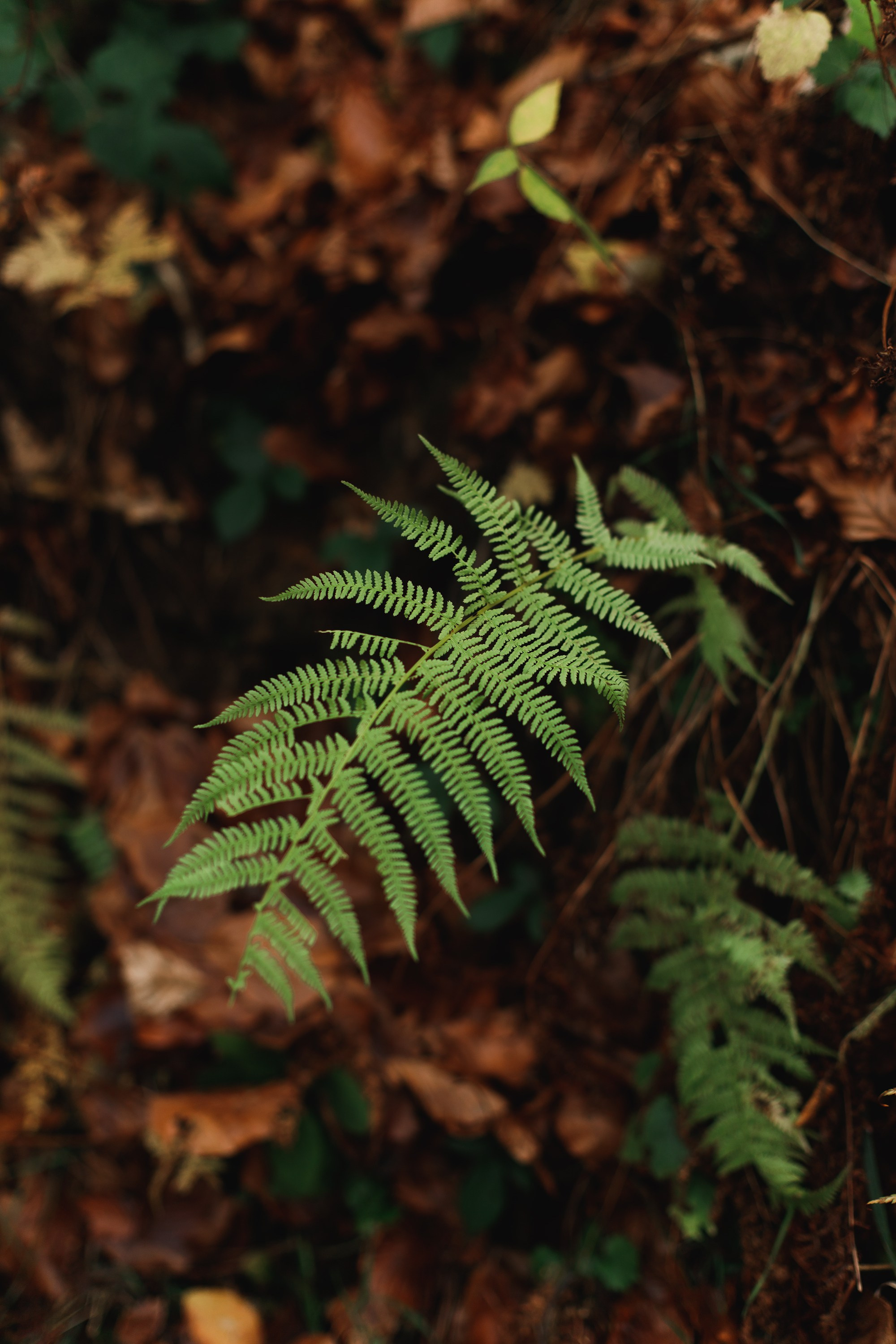 Sowie góry. Kaja | fotograf we Wrocławiu | ludzie i psy