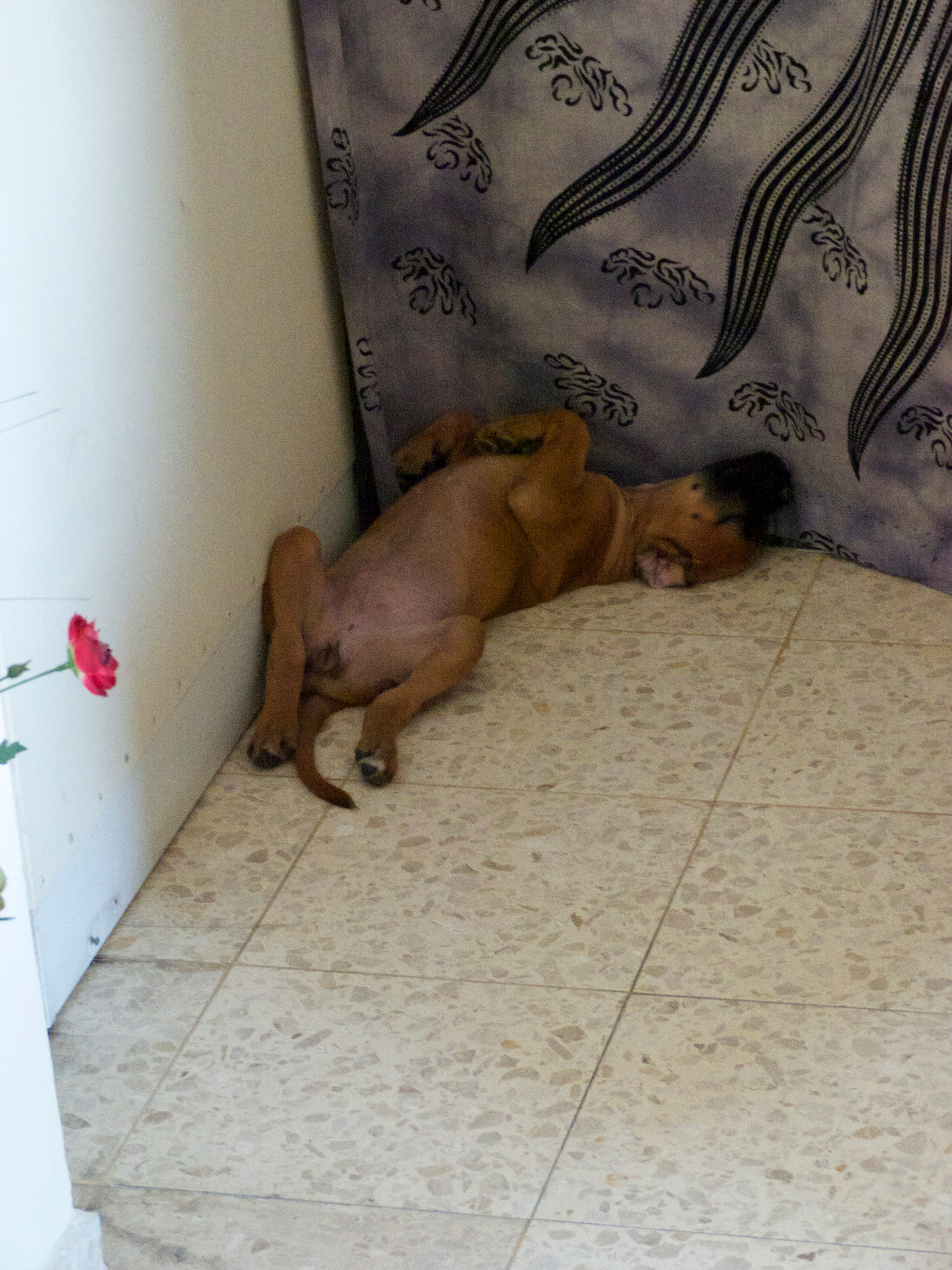 My ״Star״ Boxer Dog