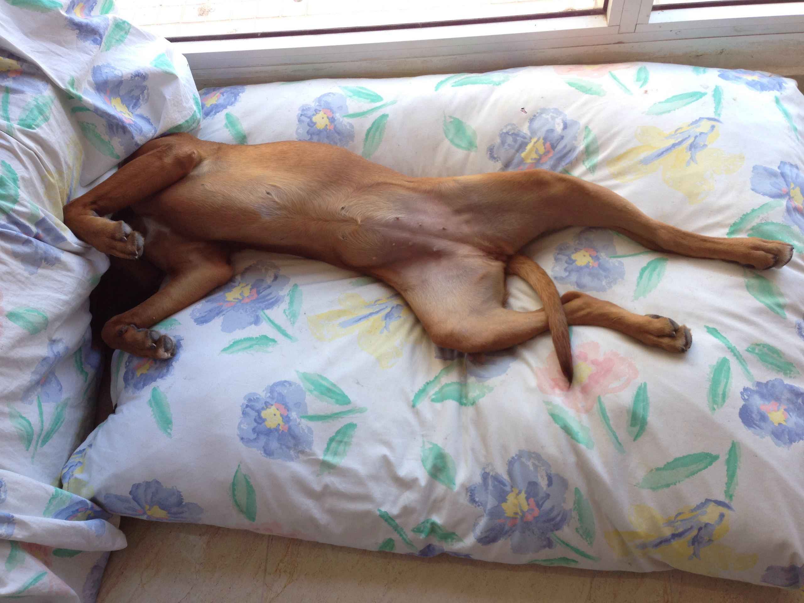 My ״Star״ Boxer Dog