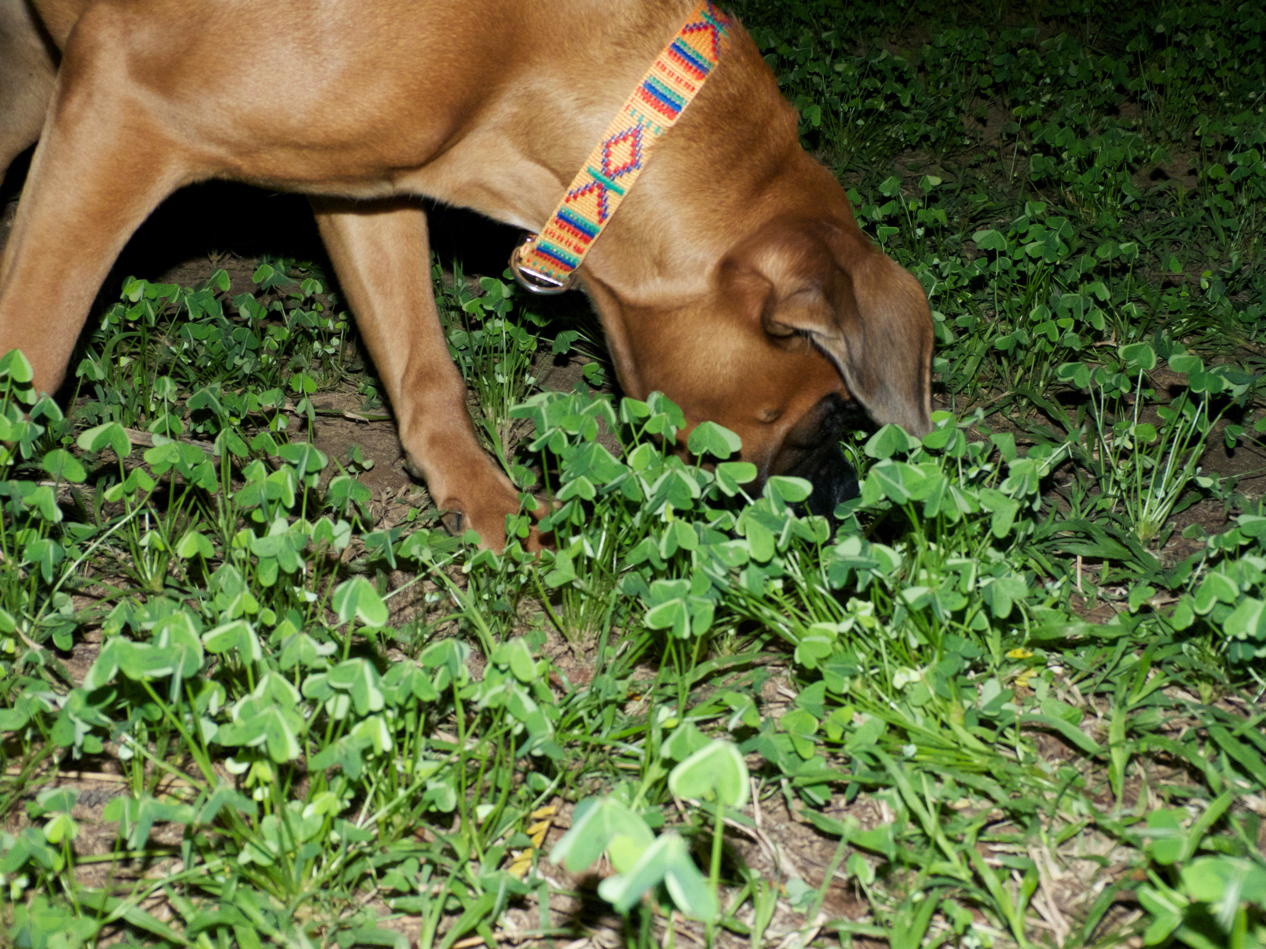 My ״Star״ Boxer Dog