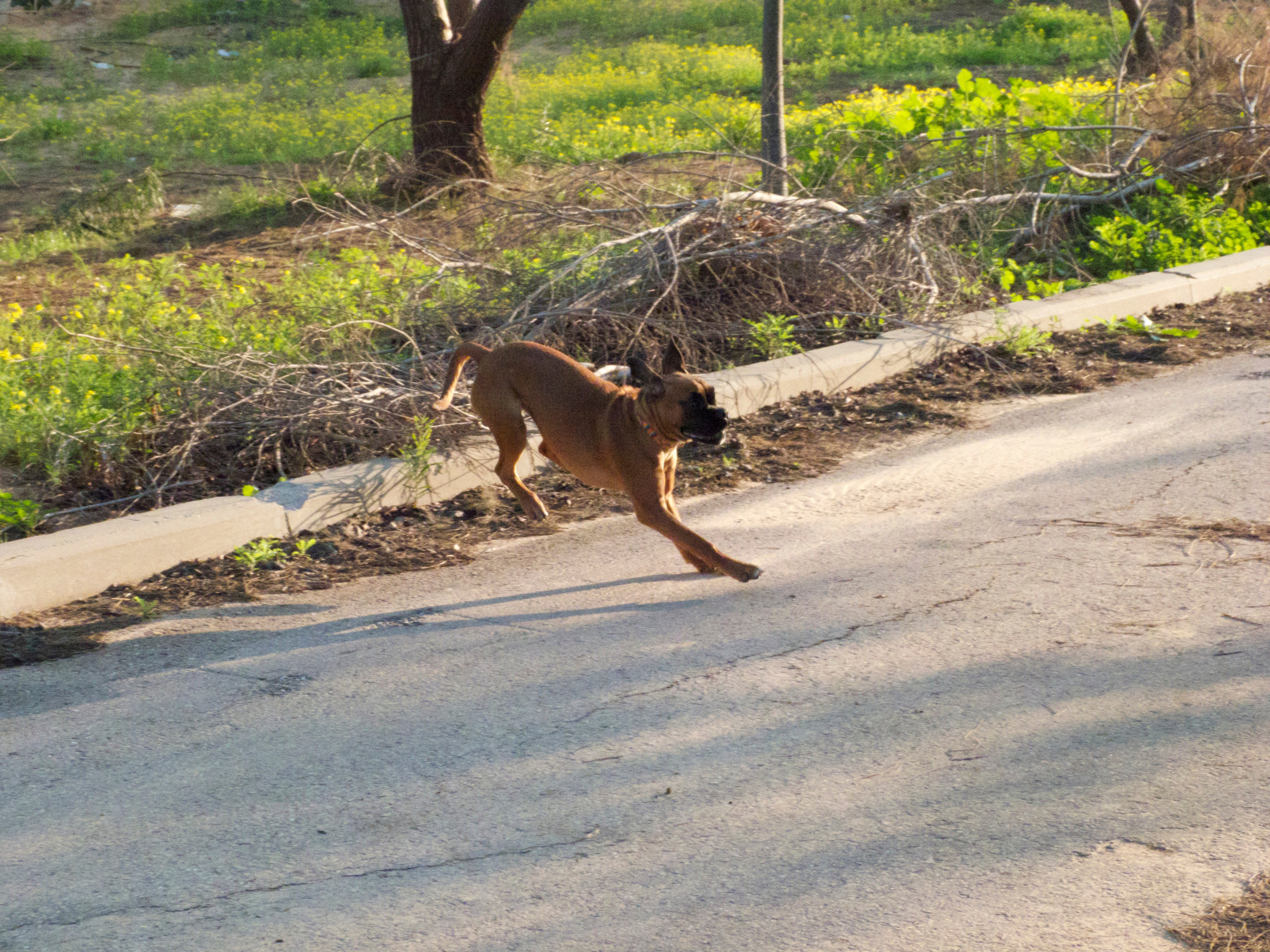 My ״Star״ Boxer Dog
