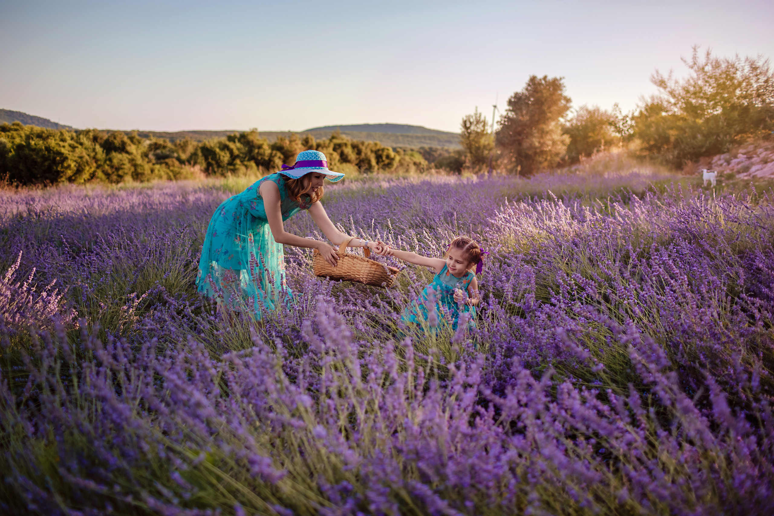 Lavender picnic