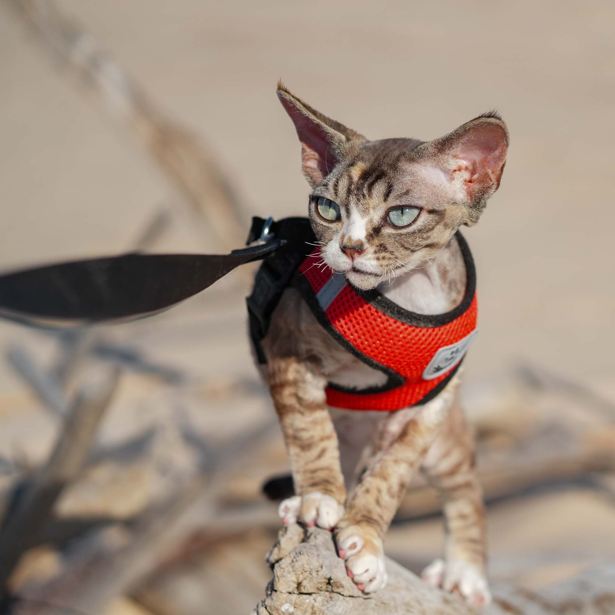 Kasia,  girl, born 07.02.2025. Devon Rex Pixie Cattery