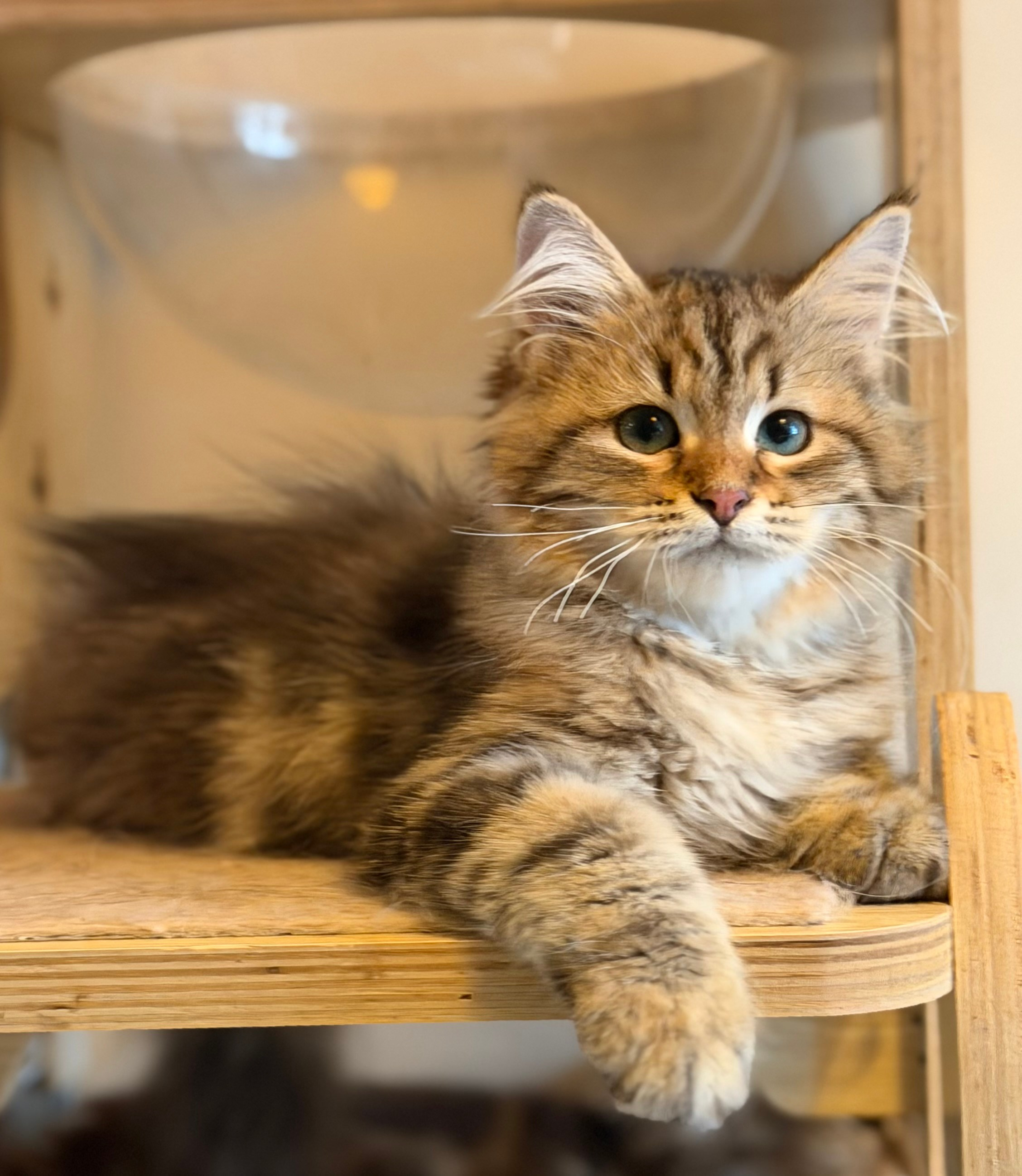 Available Faith Brown Tabby Female