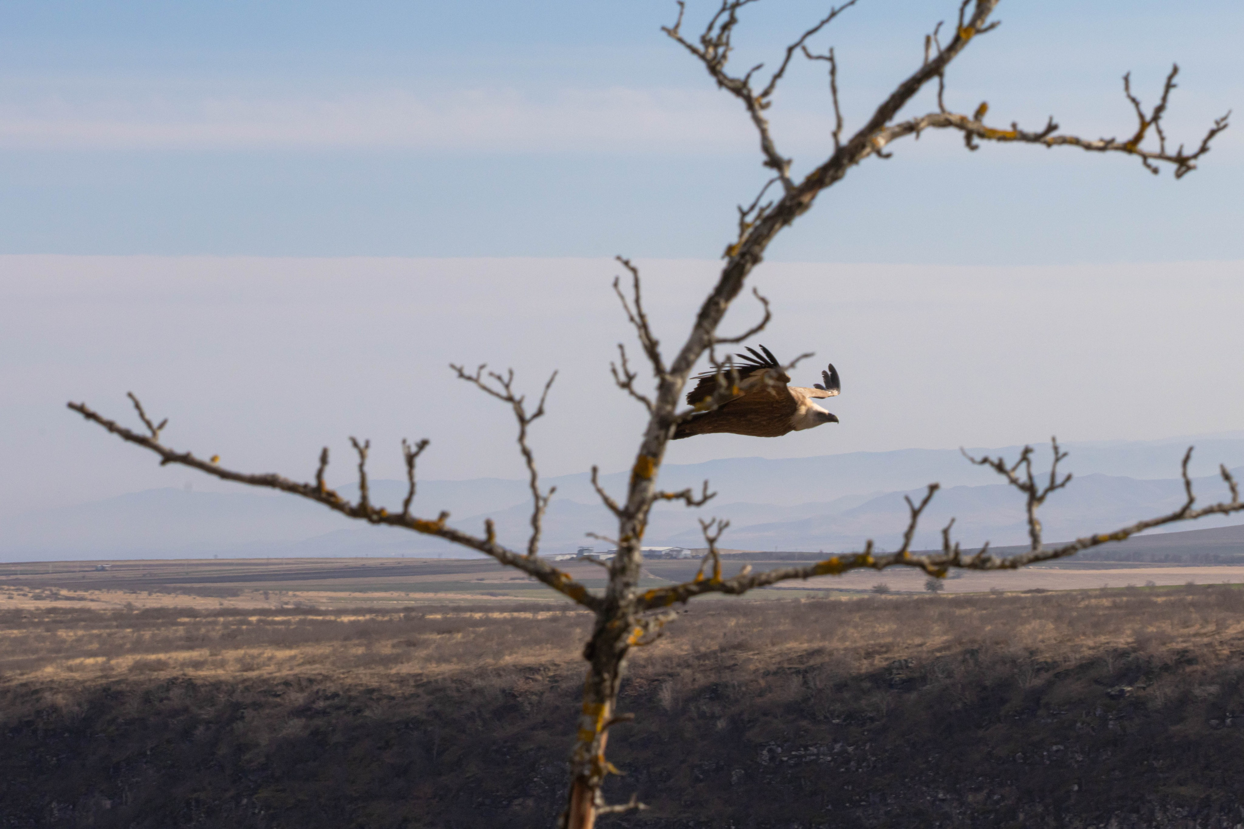 სამშვილდე. FramefreeMan