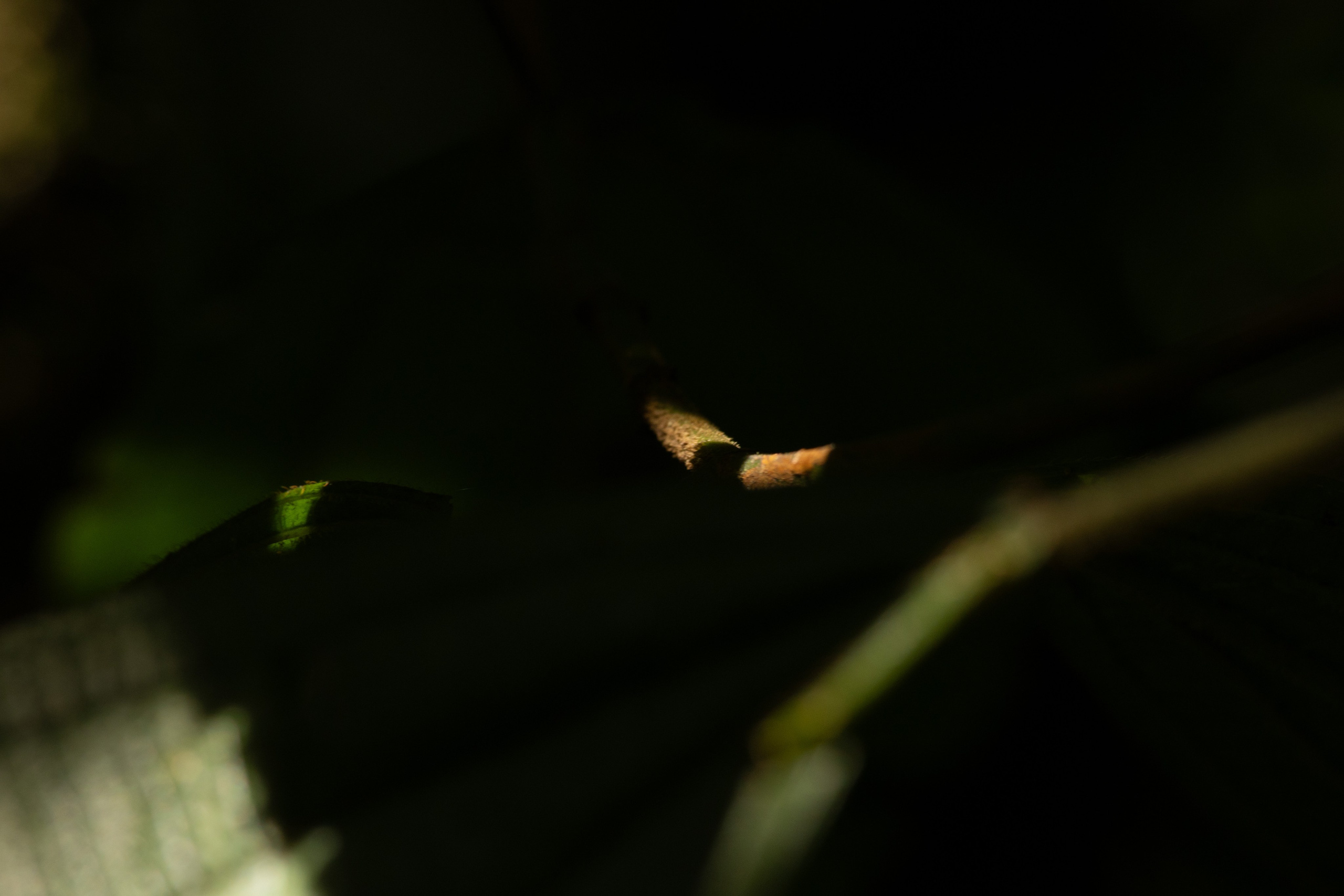 Natureza. Roberto Costa Curta — Fotografo