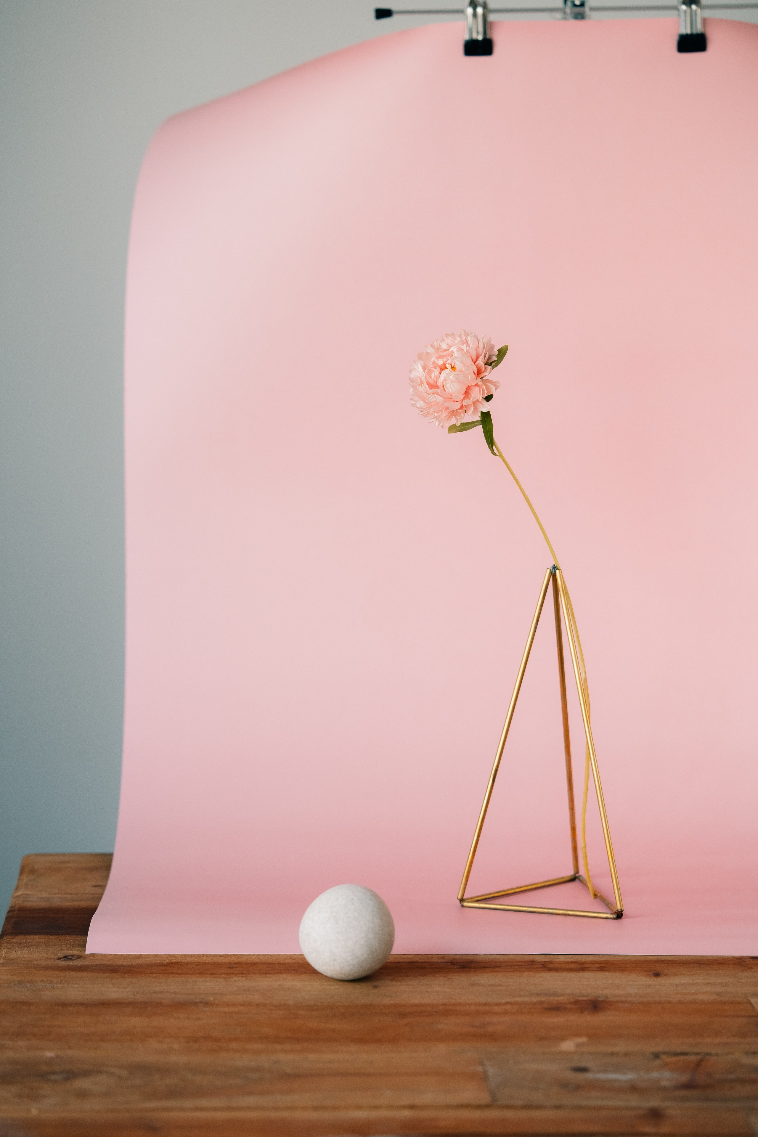 Minimalist Floral Arrangement on Pink Backdrop. A minimalist photograph featuring a single pink chrysanthemum in a modern gold wire vase. The setup is placed against a soft pink background and clipped to a stand. 