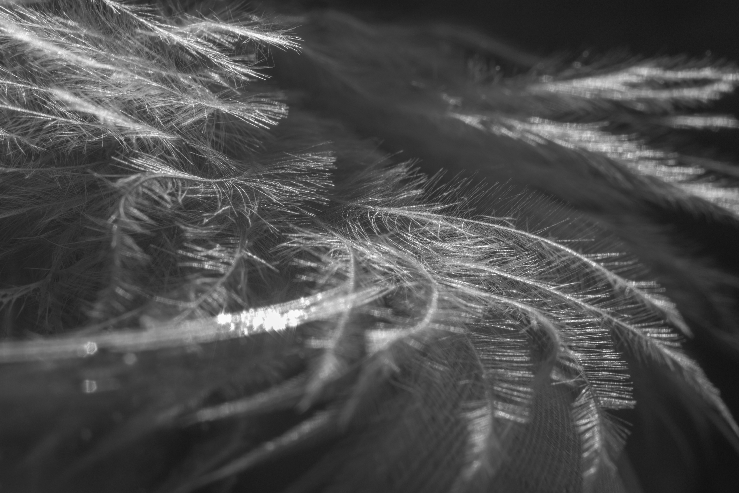 AMORE AL ARTE. Schwarz-weiß Fotografie in Münster. Fotografin Viktoria Roschen