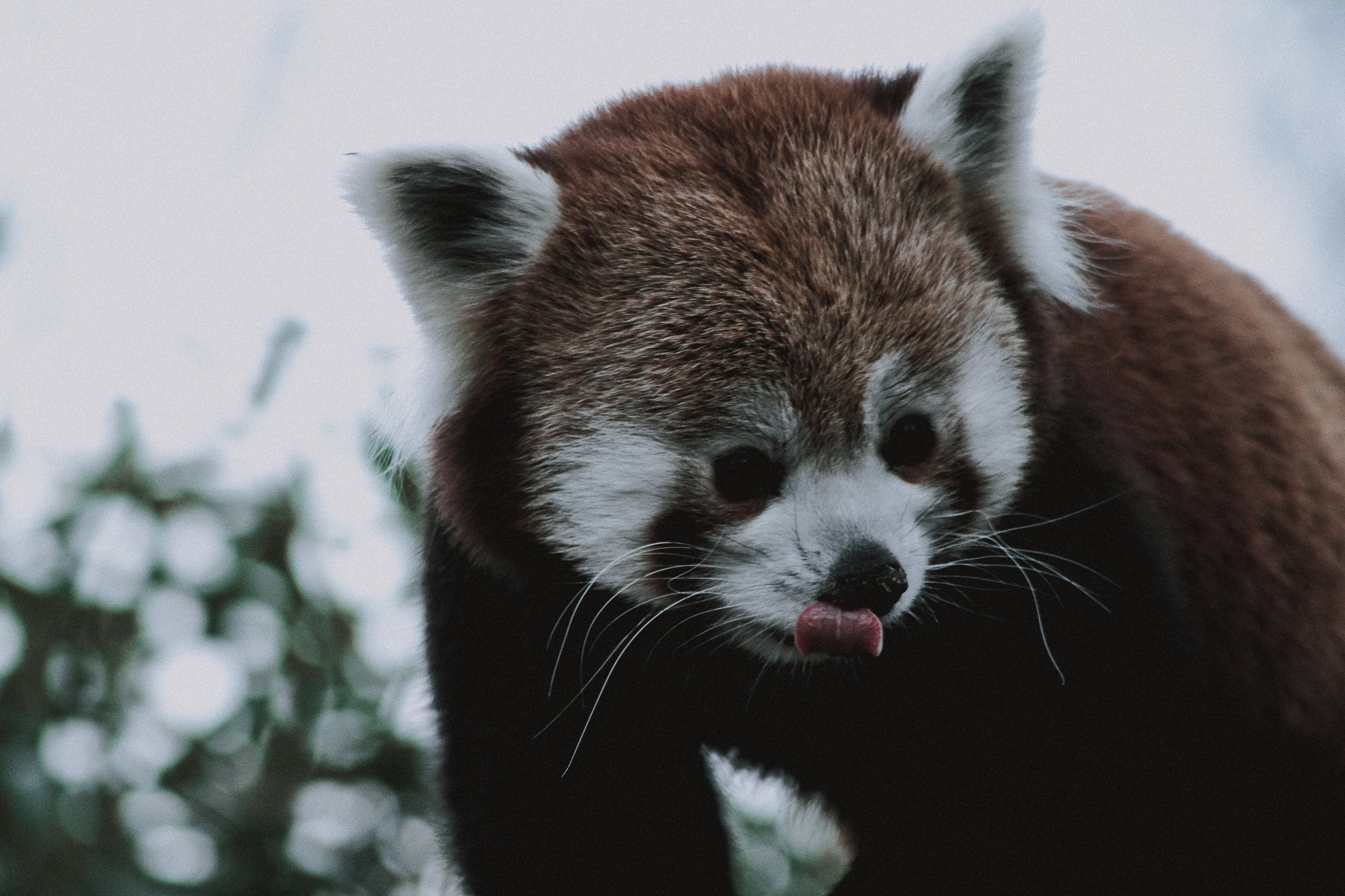 wildlife photography by mkn visual all around the world