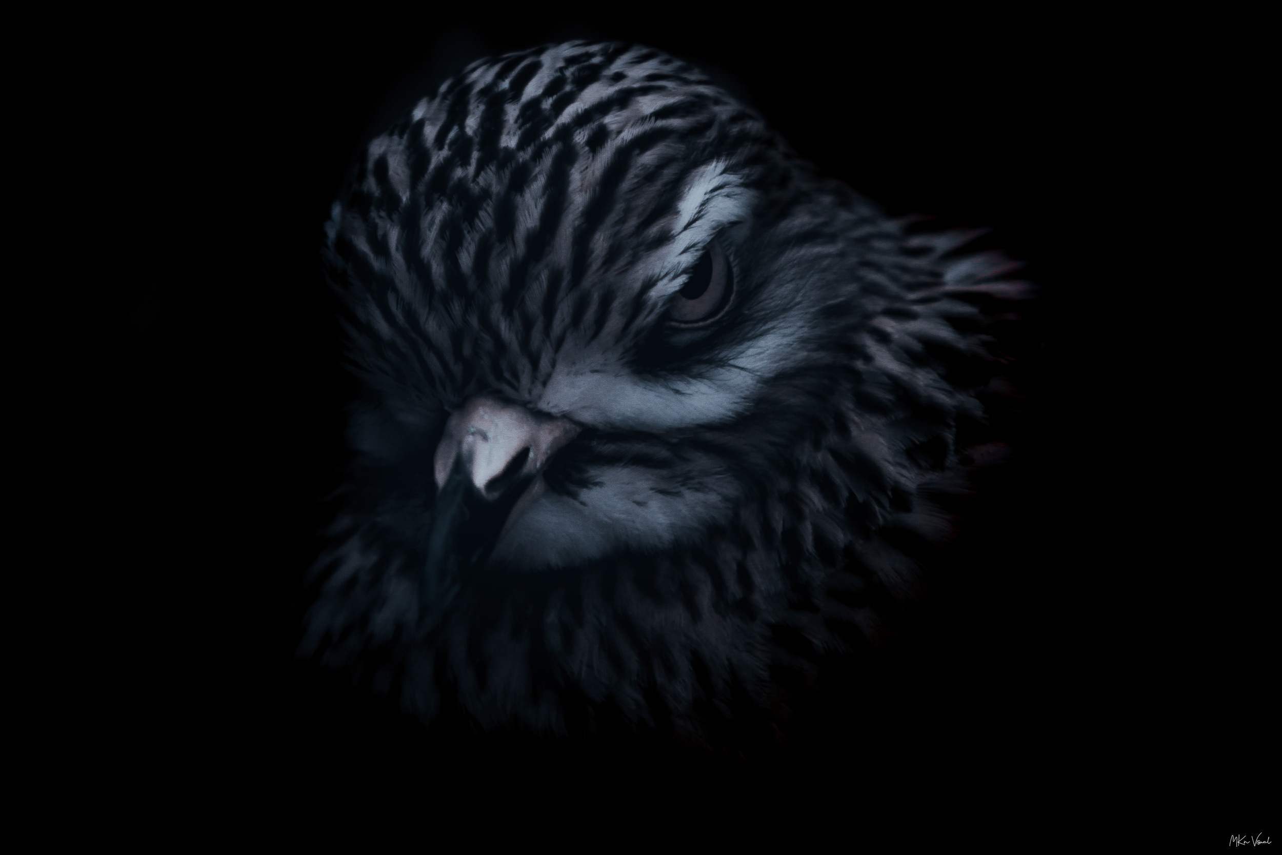 wildlife photography by mkn visual all around the world