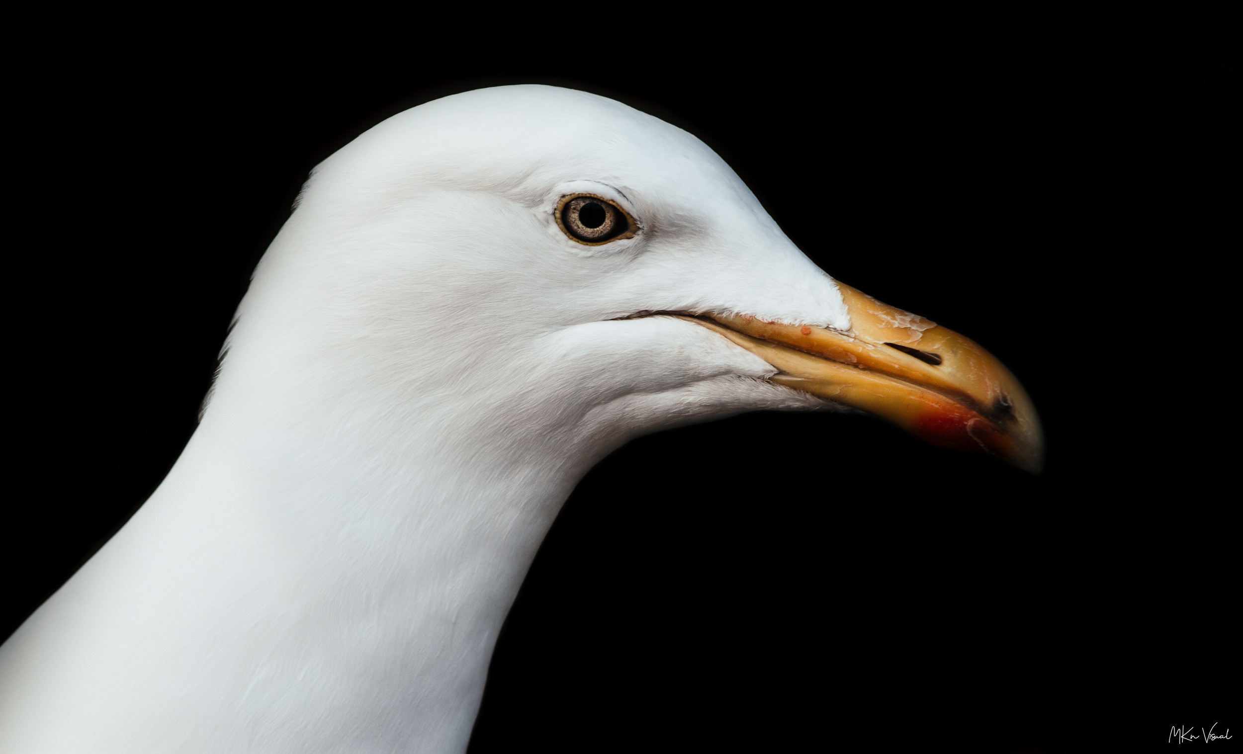 wildlife photography by mkn visual all around the world