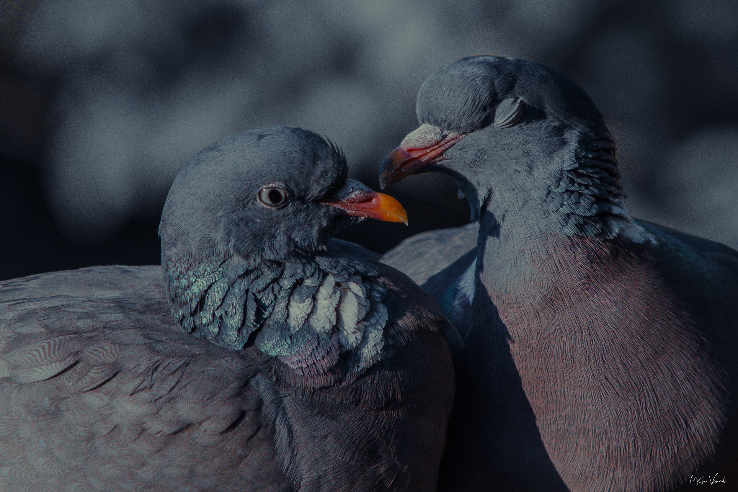 wildlife photography by mkn visual all around the world