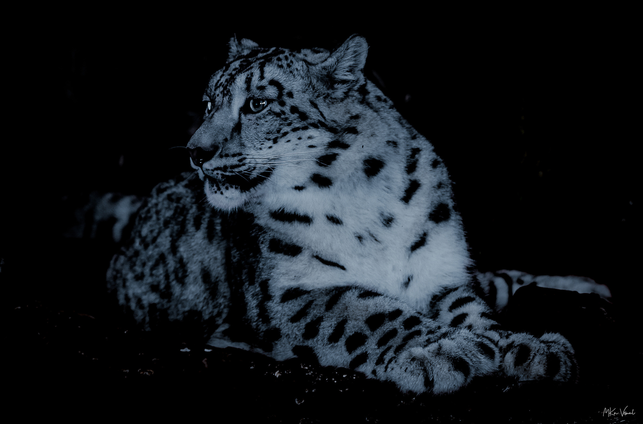 wildlife photography by mkn visual all around the world