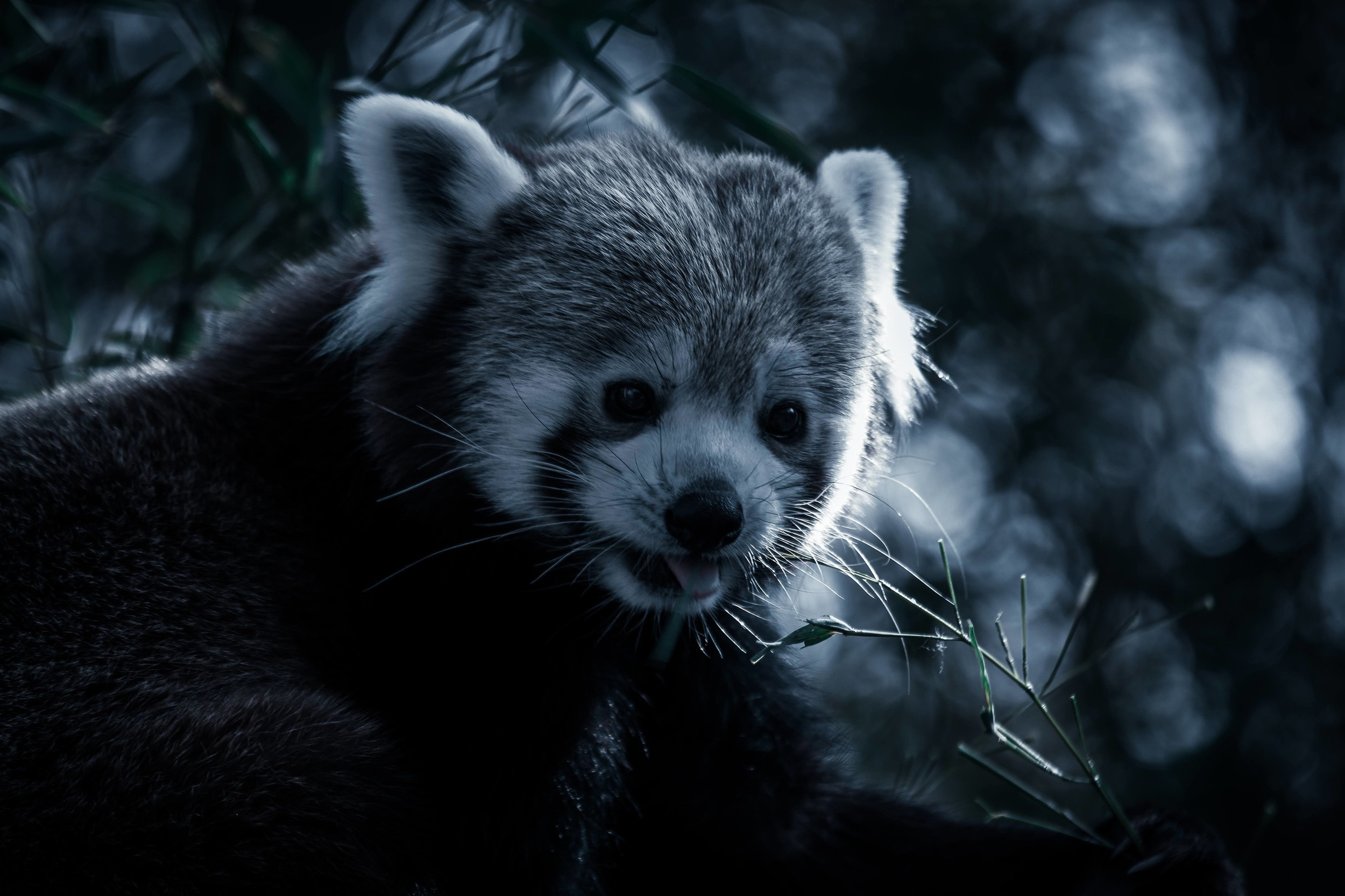 wildlife photography by mkn visual all around the world