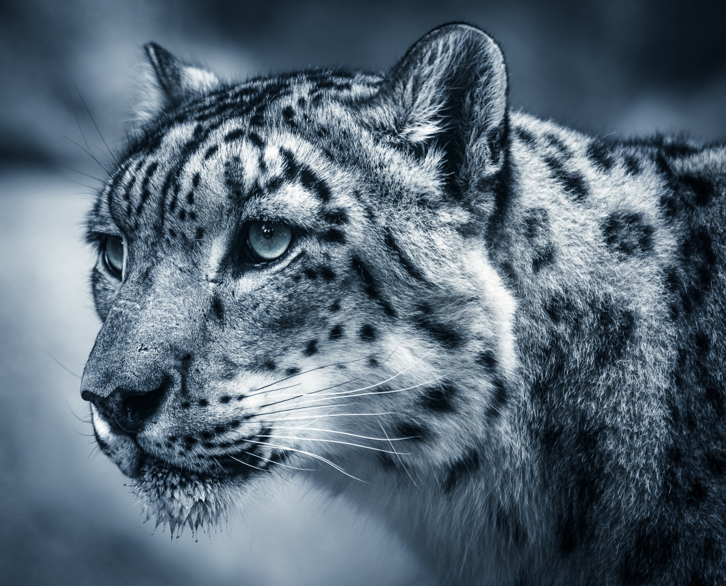 wildlife photography by mkn visual all around the world