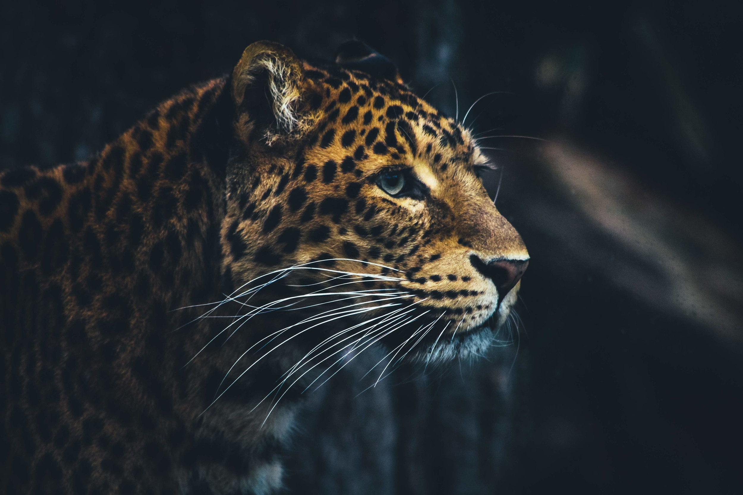 wildlife photography by mkn visual all around the world