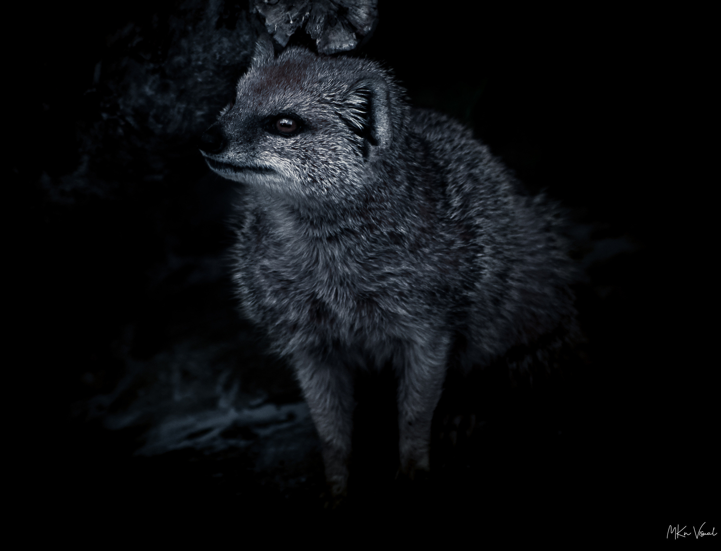 wildlife photography by mkn visual all around the world