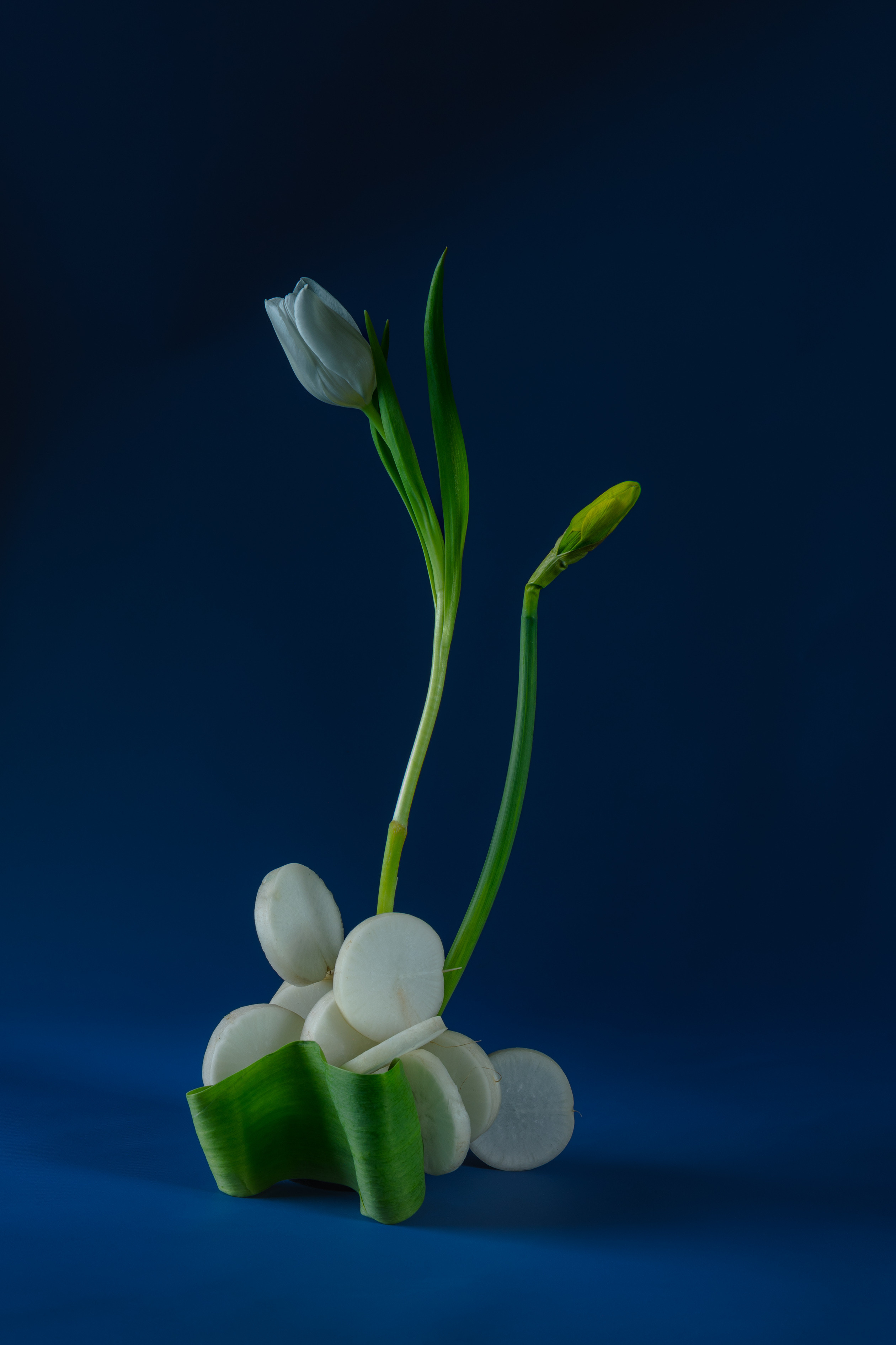 Marina Tsaregorodtseva Fine art