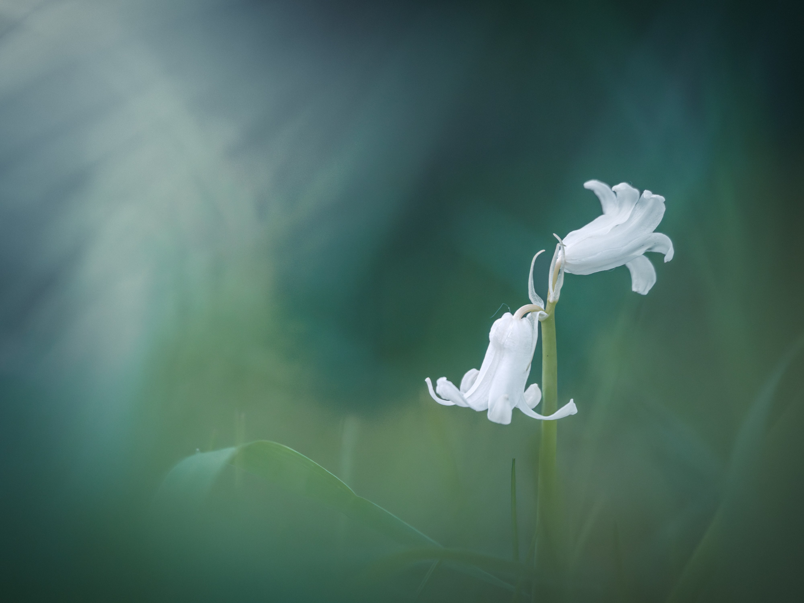 Intimate Landscapes. Nature Photographer and Videographer from Germany
