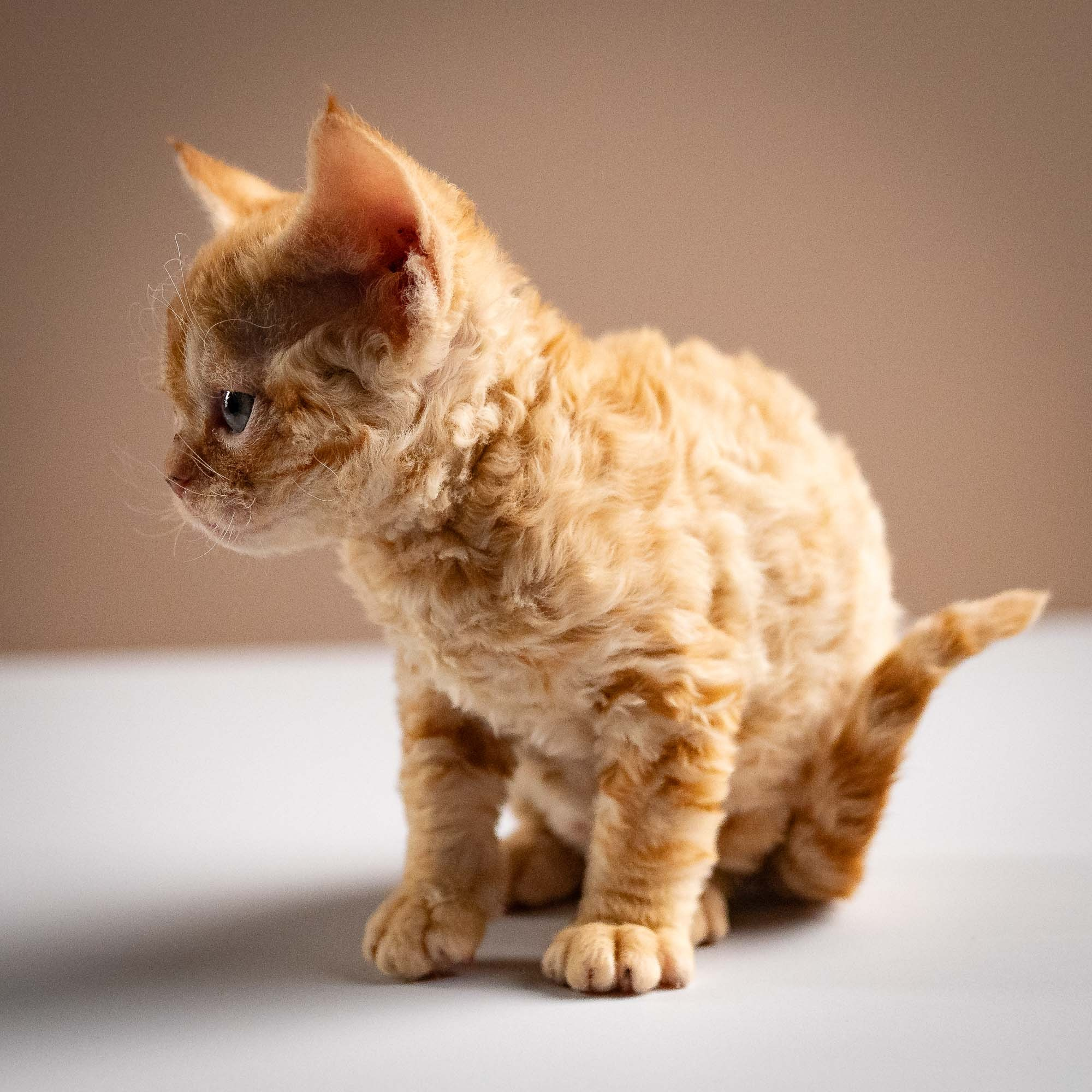 Piper, girl, born 02.11.26. Devon Rex Pixie Cattery