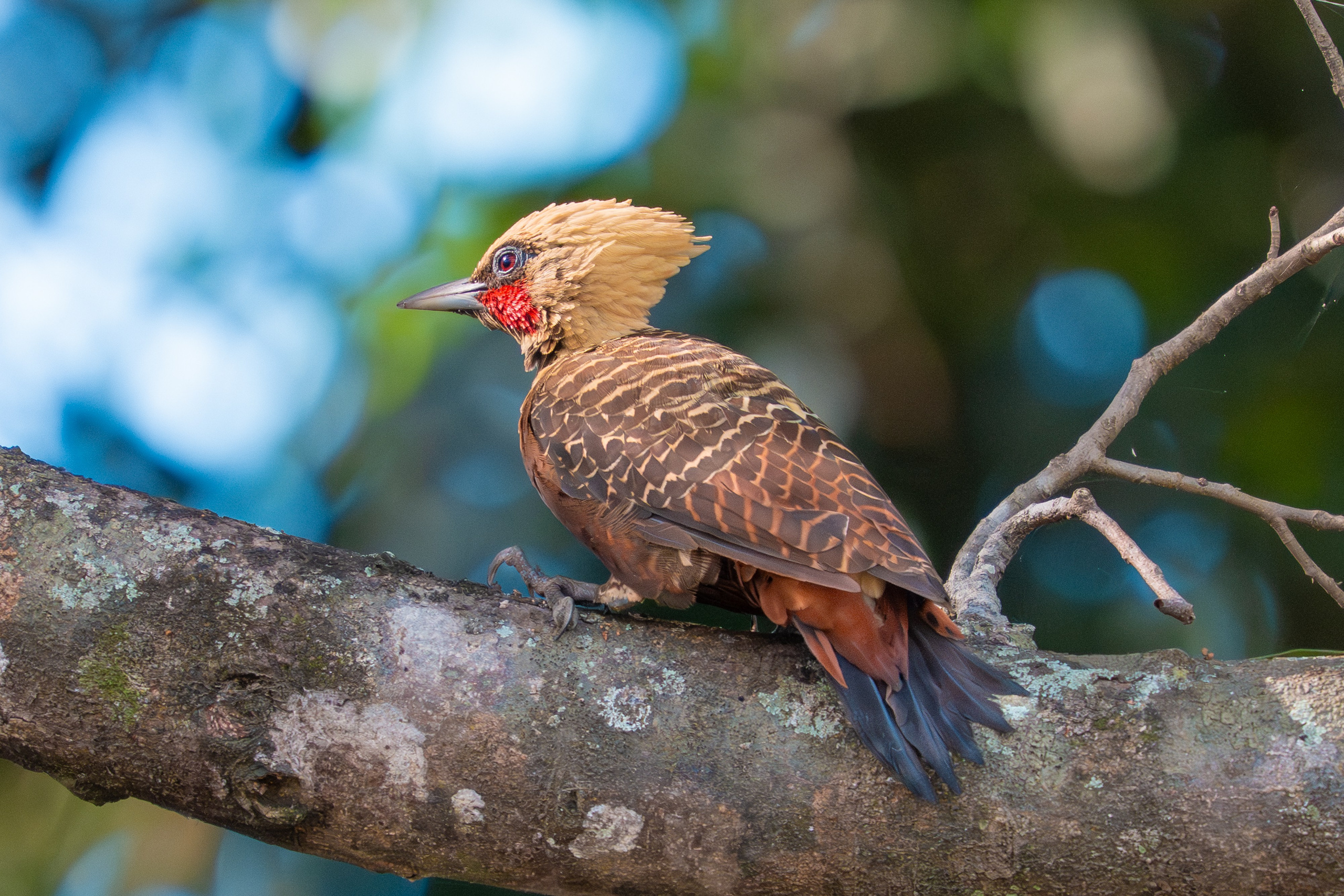Carpinteros. Nature photographer Yuri Soria-Galvarro