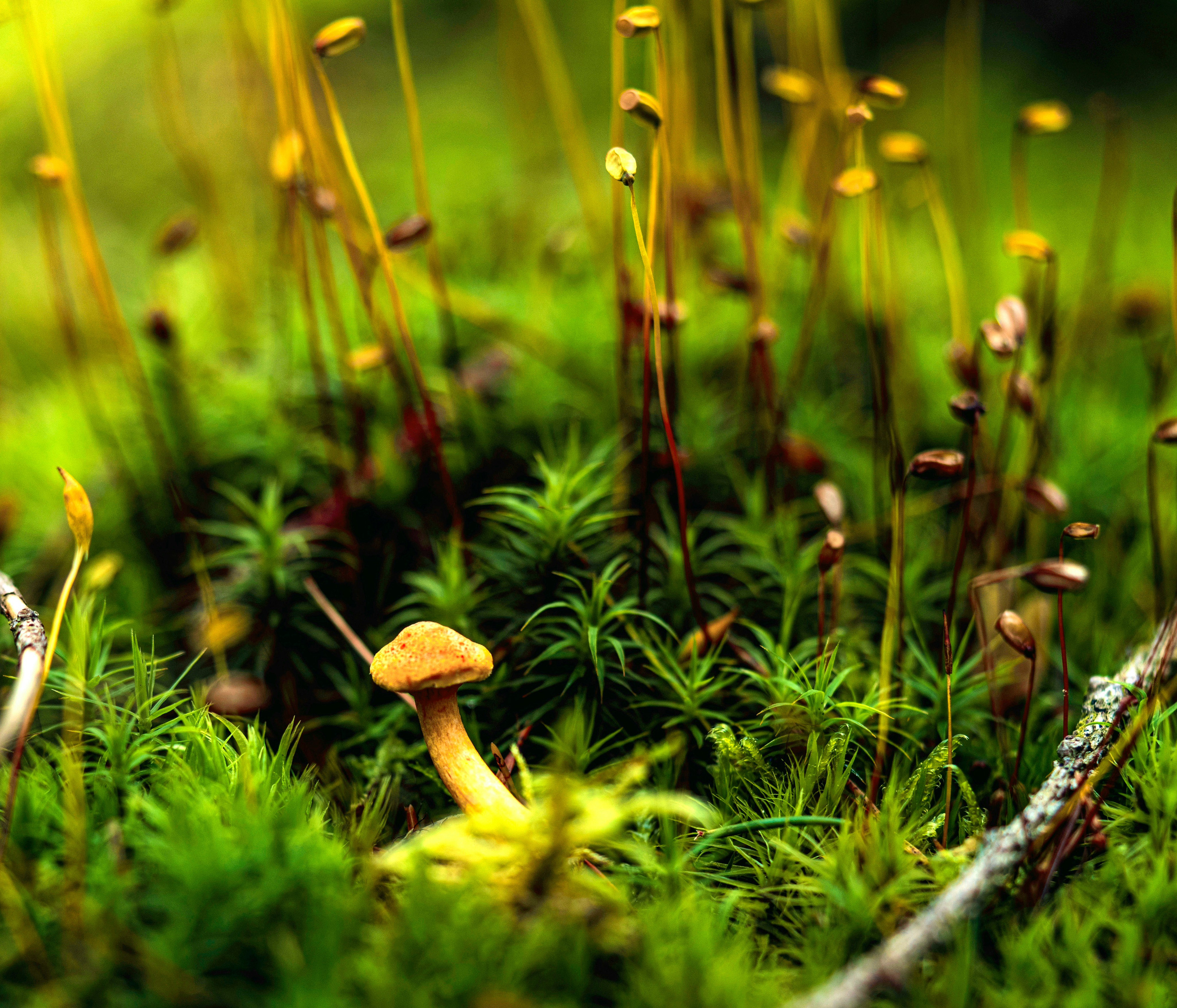 МИКРОКОСМОС РАСТЕНИЙ PLANT MICROCOSM. LUKIN IGOR Photography