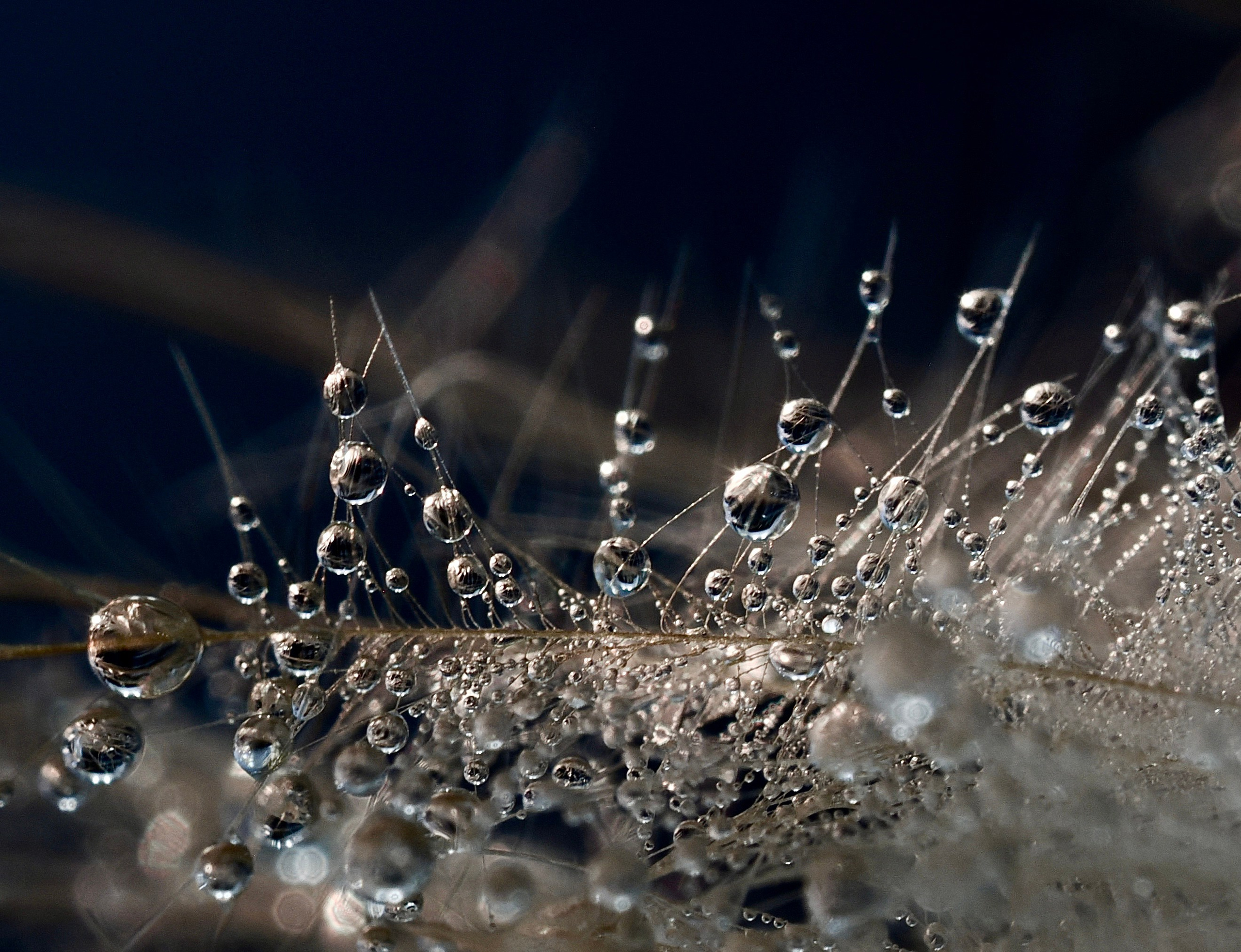 Portfolio. Bev bingham macro photographic artist