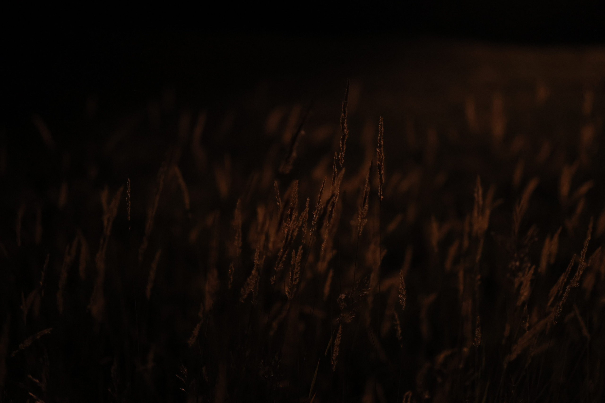 ISSIK KYL. Mandarin.photo