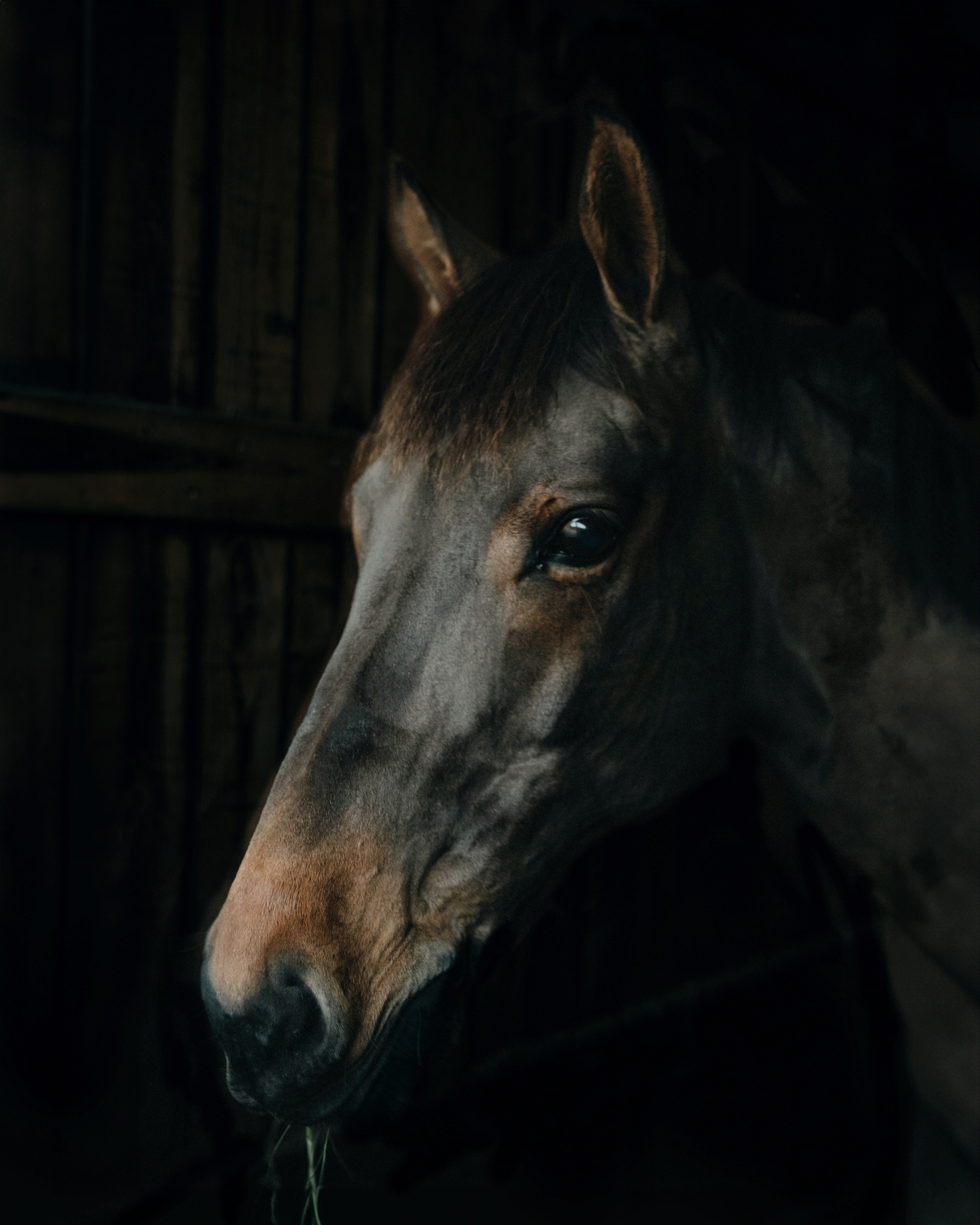 HORSES. Anastasiia Antoniuk portrait, family and couple photographer, Portugal