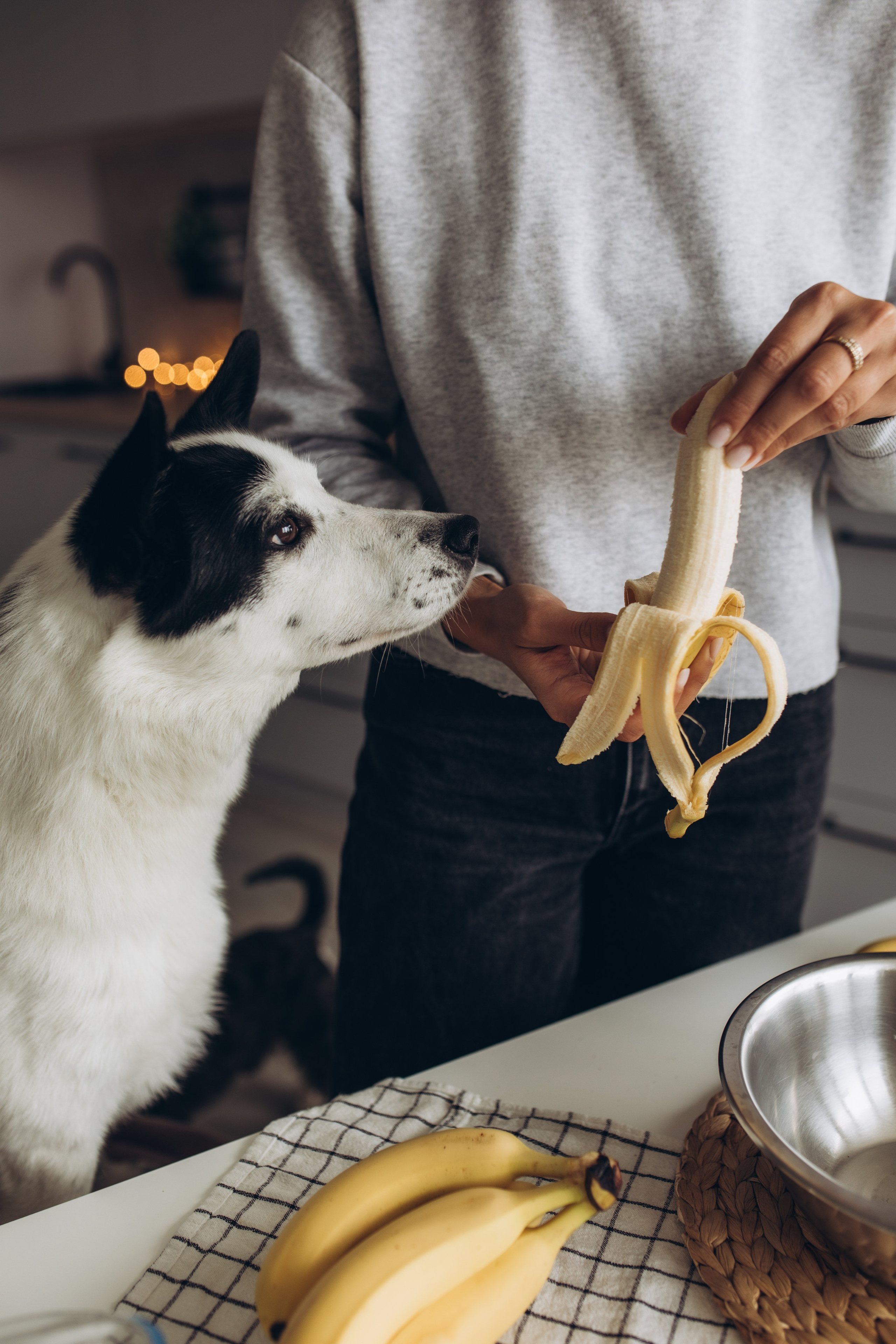 Kate&Tesla. Семейный фотограф в Кишинёве Пулькина Ольга