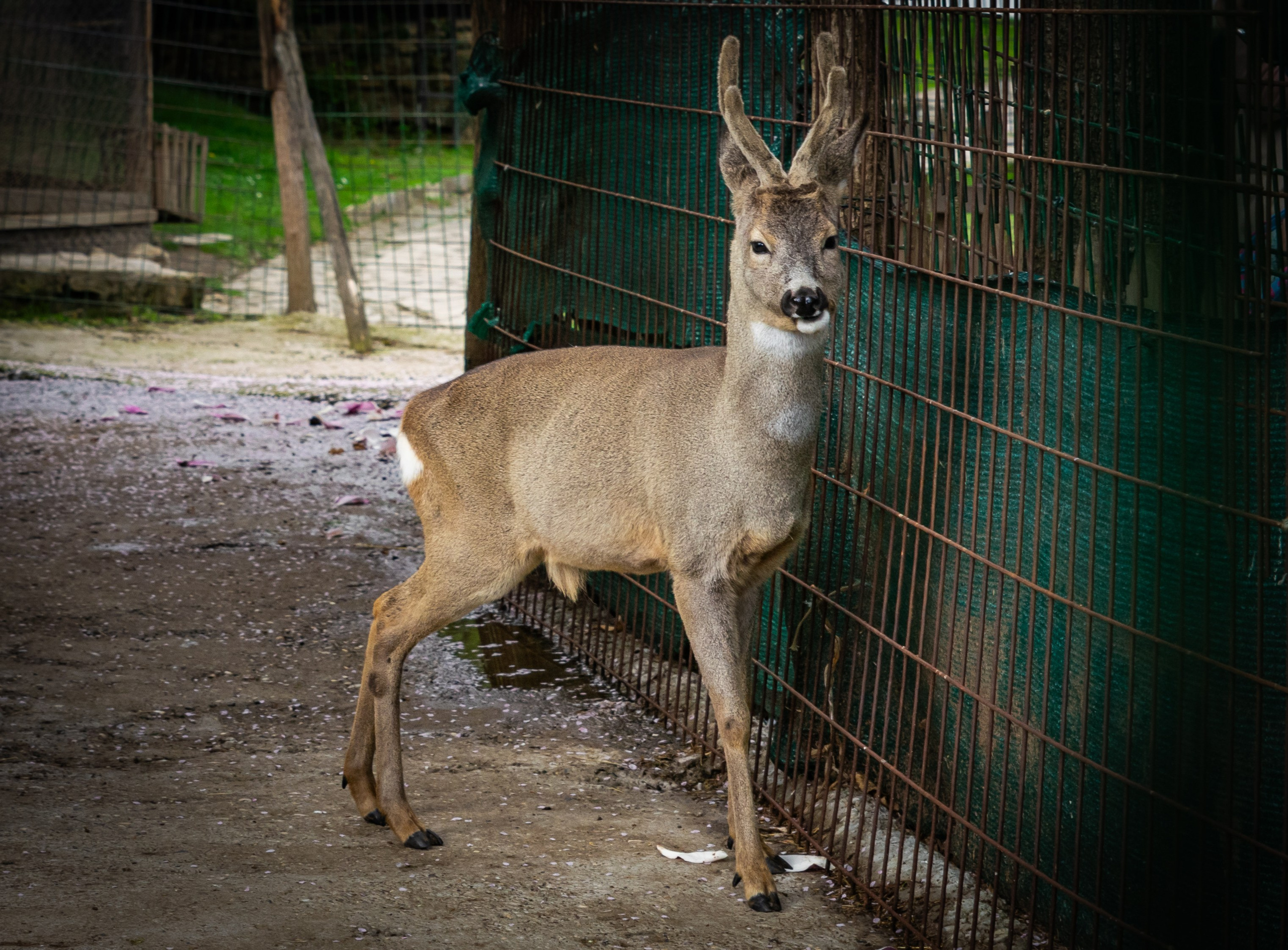Ethno village of Stanisici, Bijeljina, Republika Srpska, Bosnia and Herzegovina. Victoria Fedoseenko. Photographer from Serbia