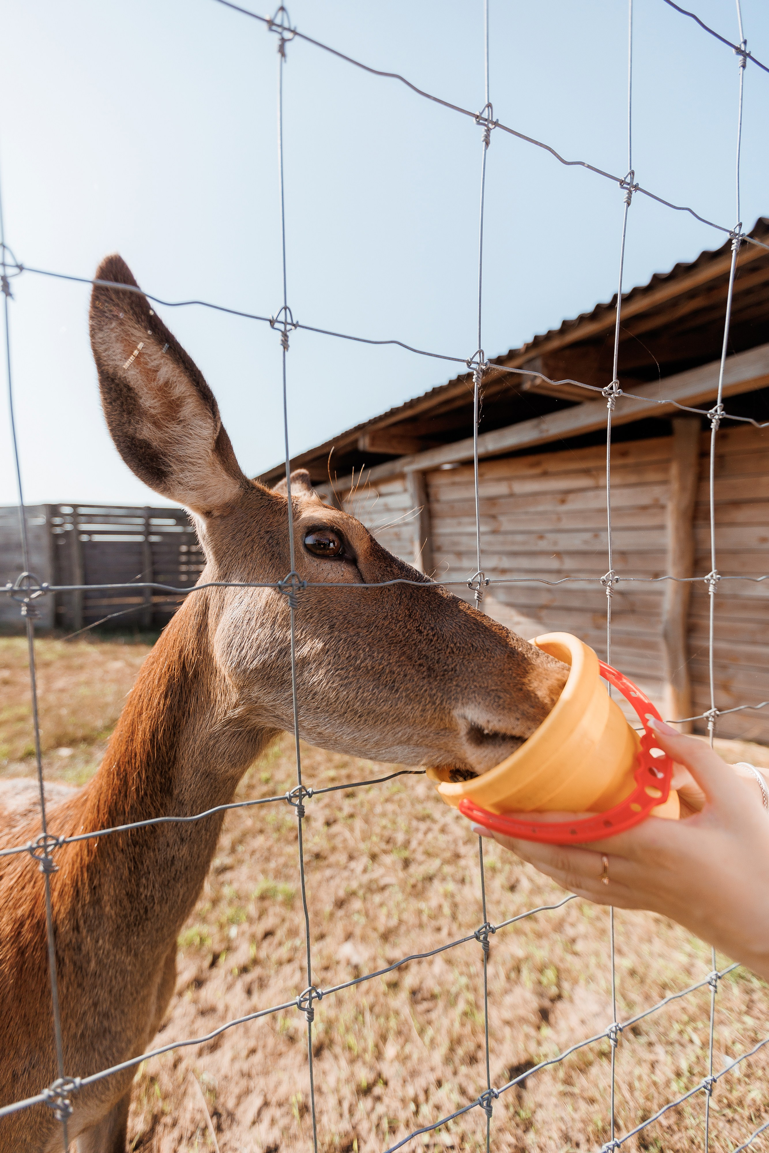 Екопарк Аміла. Ірина Терещук