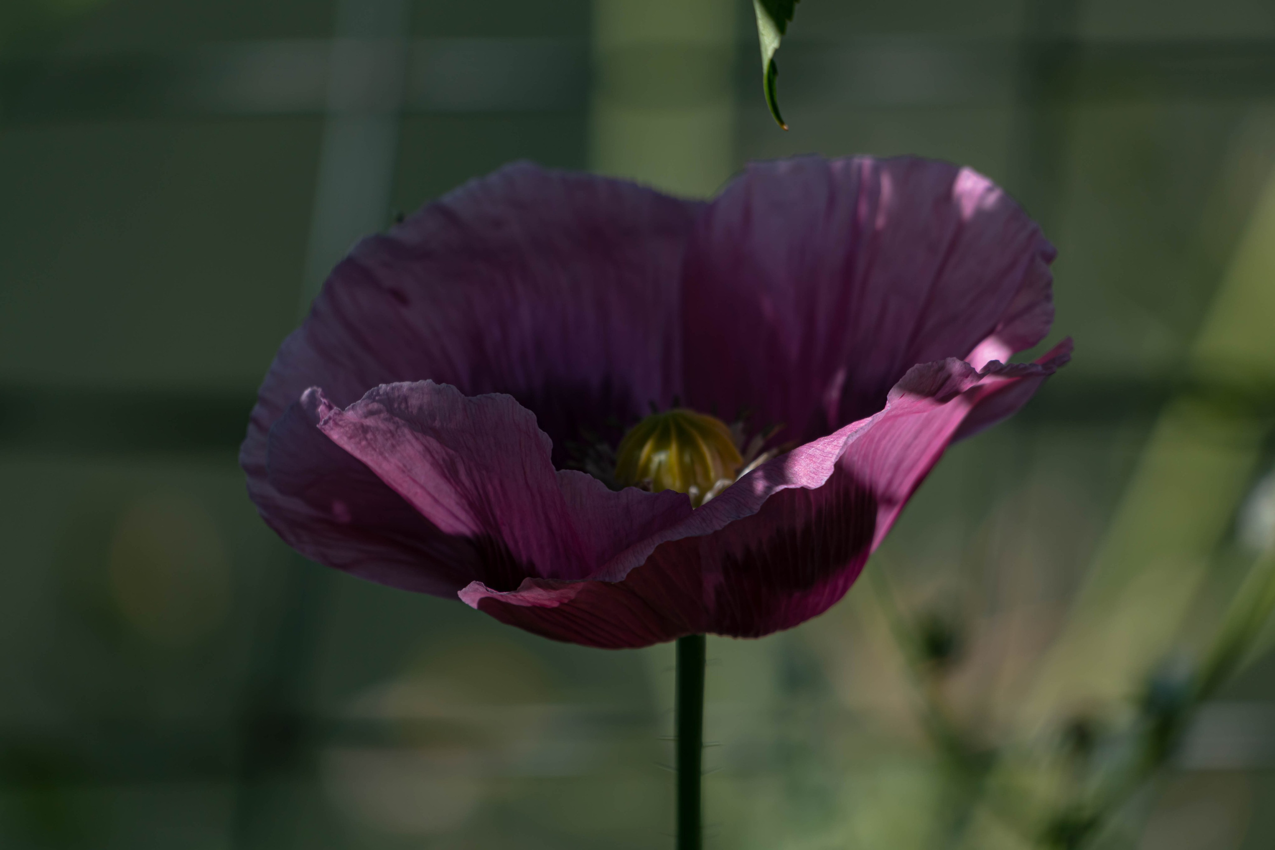Bocetos. Alba del Norte Studio