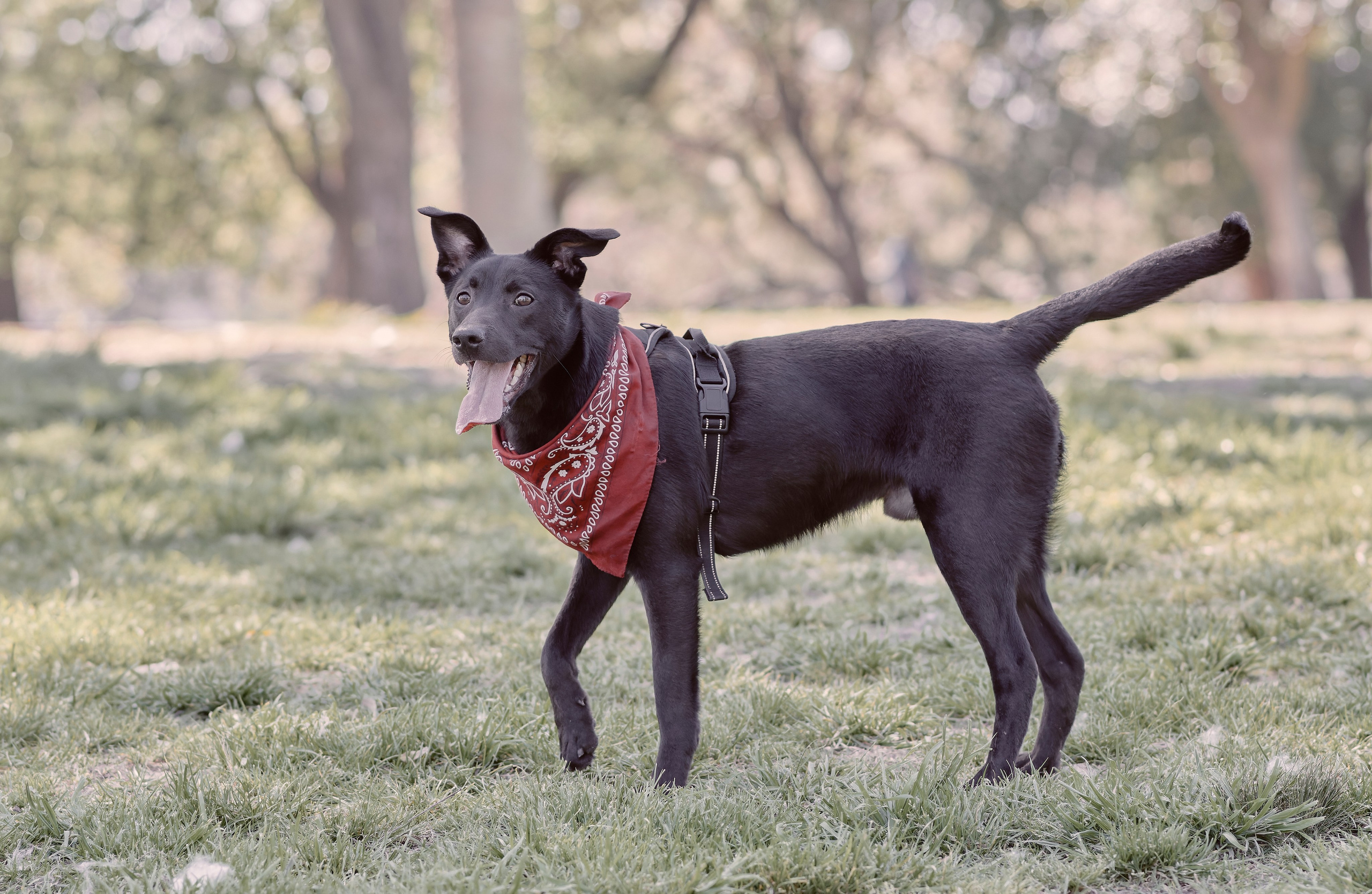 Frankell & Ruben. Valssy – Fotografía de mascotas en Uruguay. Retratos profesionales de perros y gatos