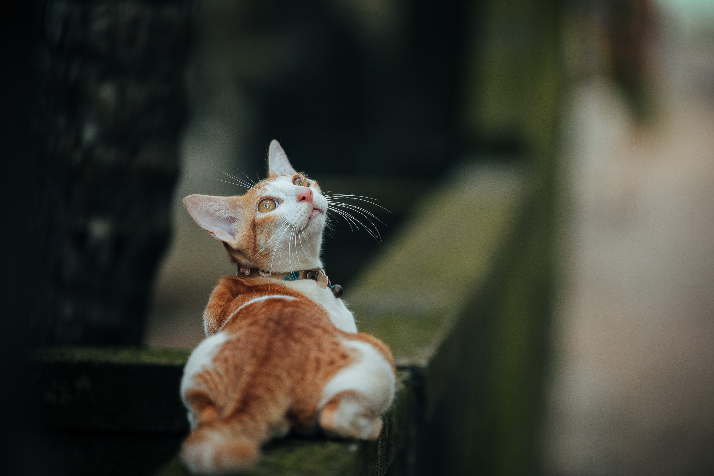 Pet photography. Portrait Photographer in Bangalore | ONEIRO by Anbu Jawahar