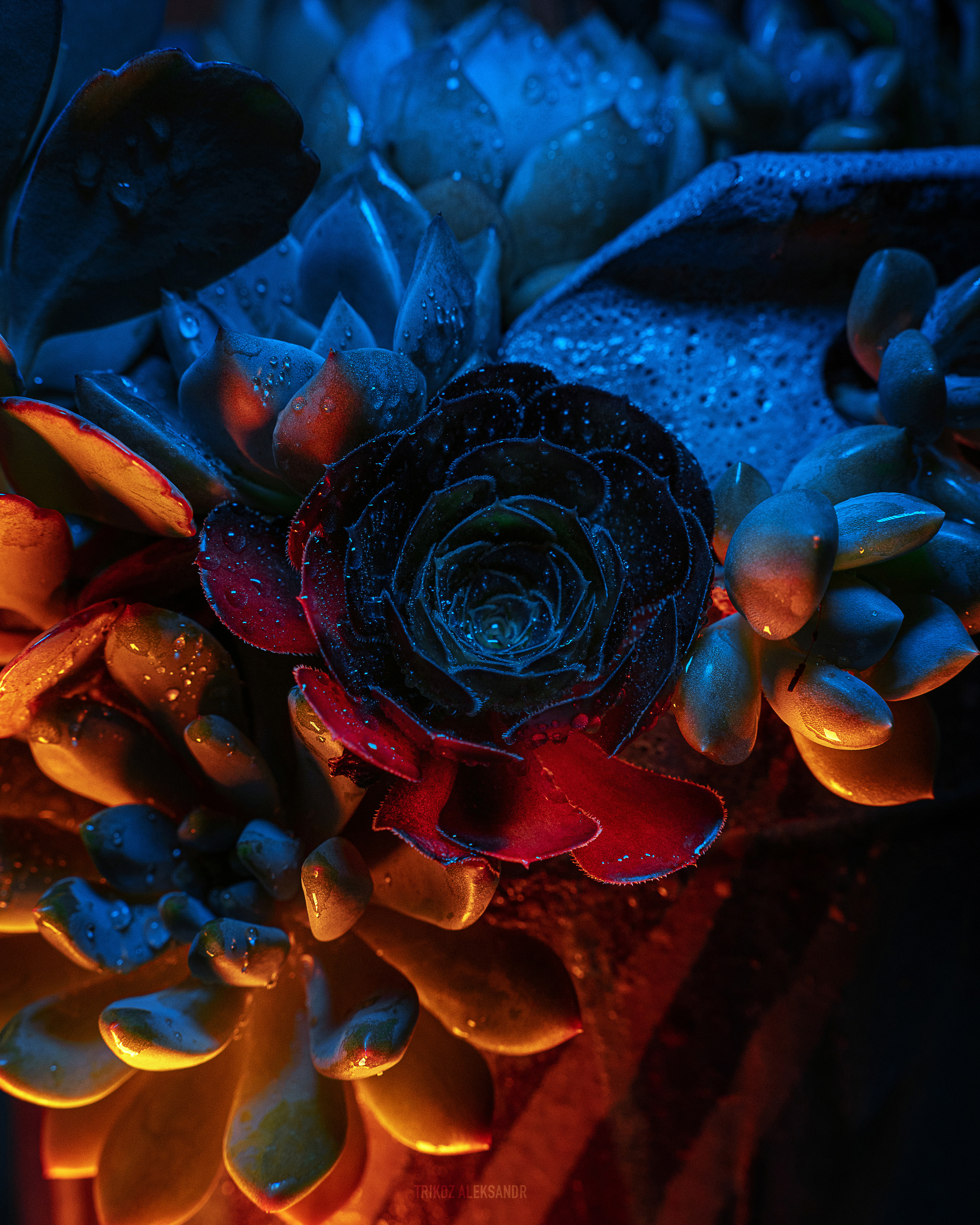 Photographer in Shanghai Aleksandr Trikoz