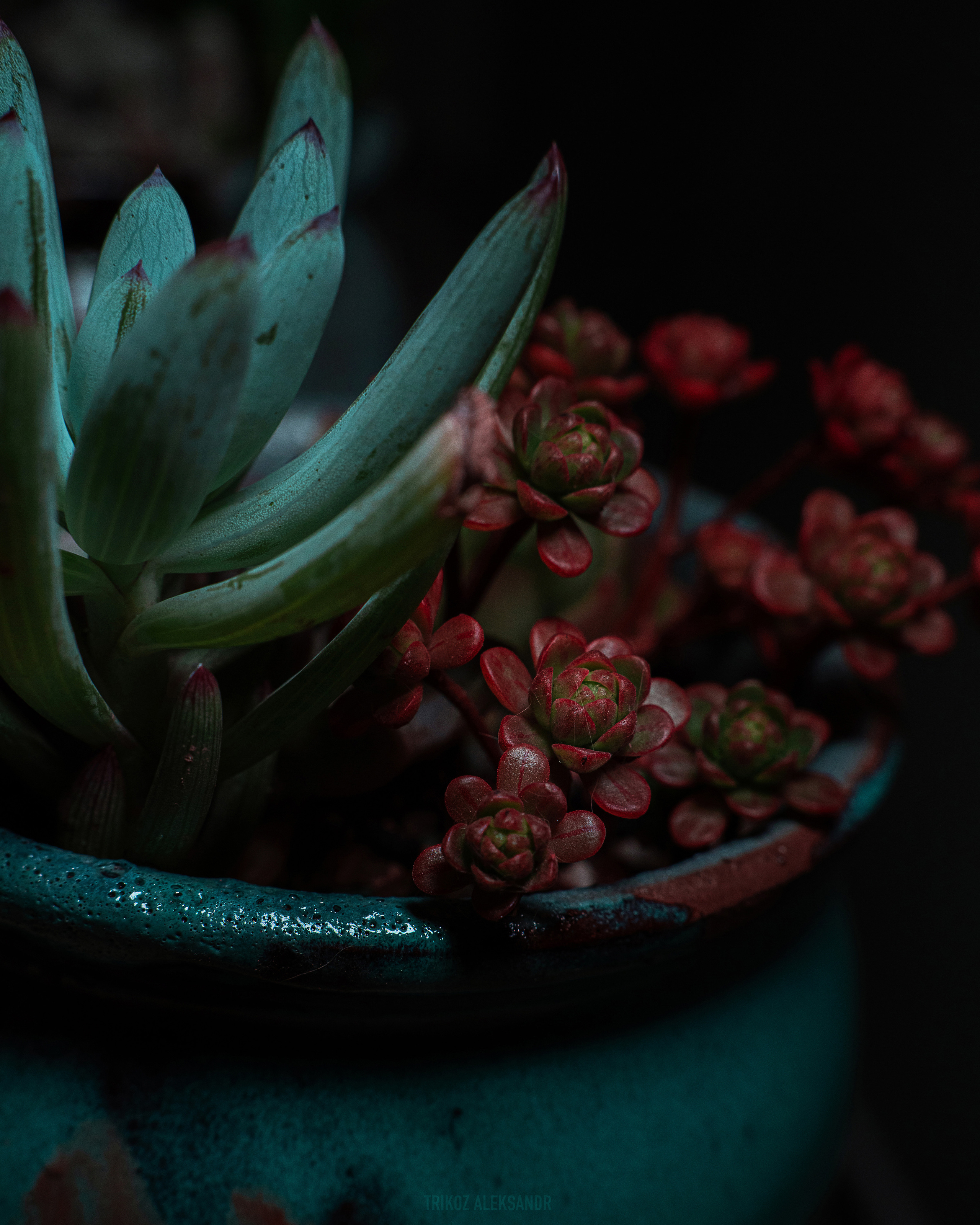 Photographer in Shanghai Aleksandr Trikoz