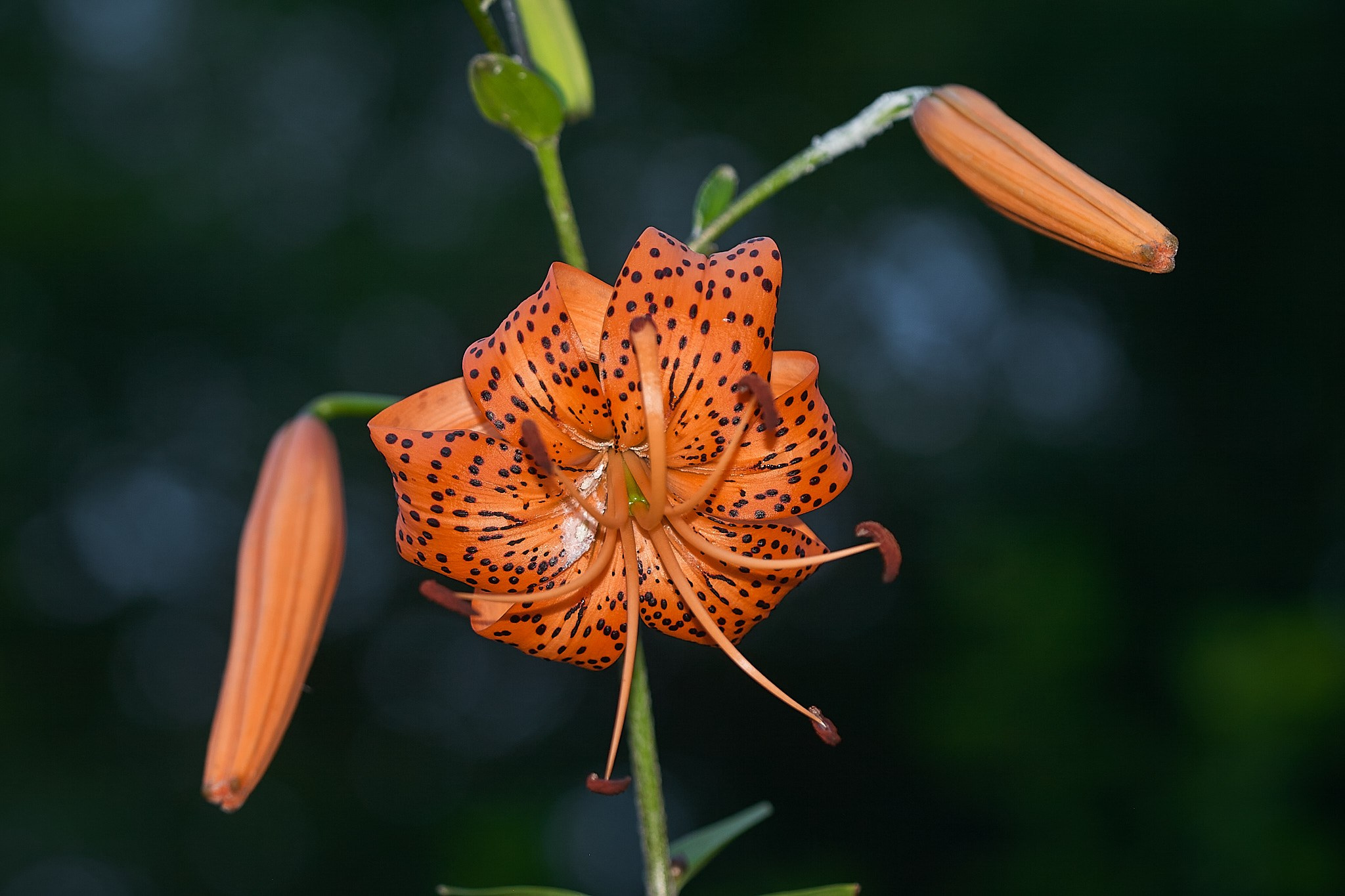 Flori. Pagina principală