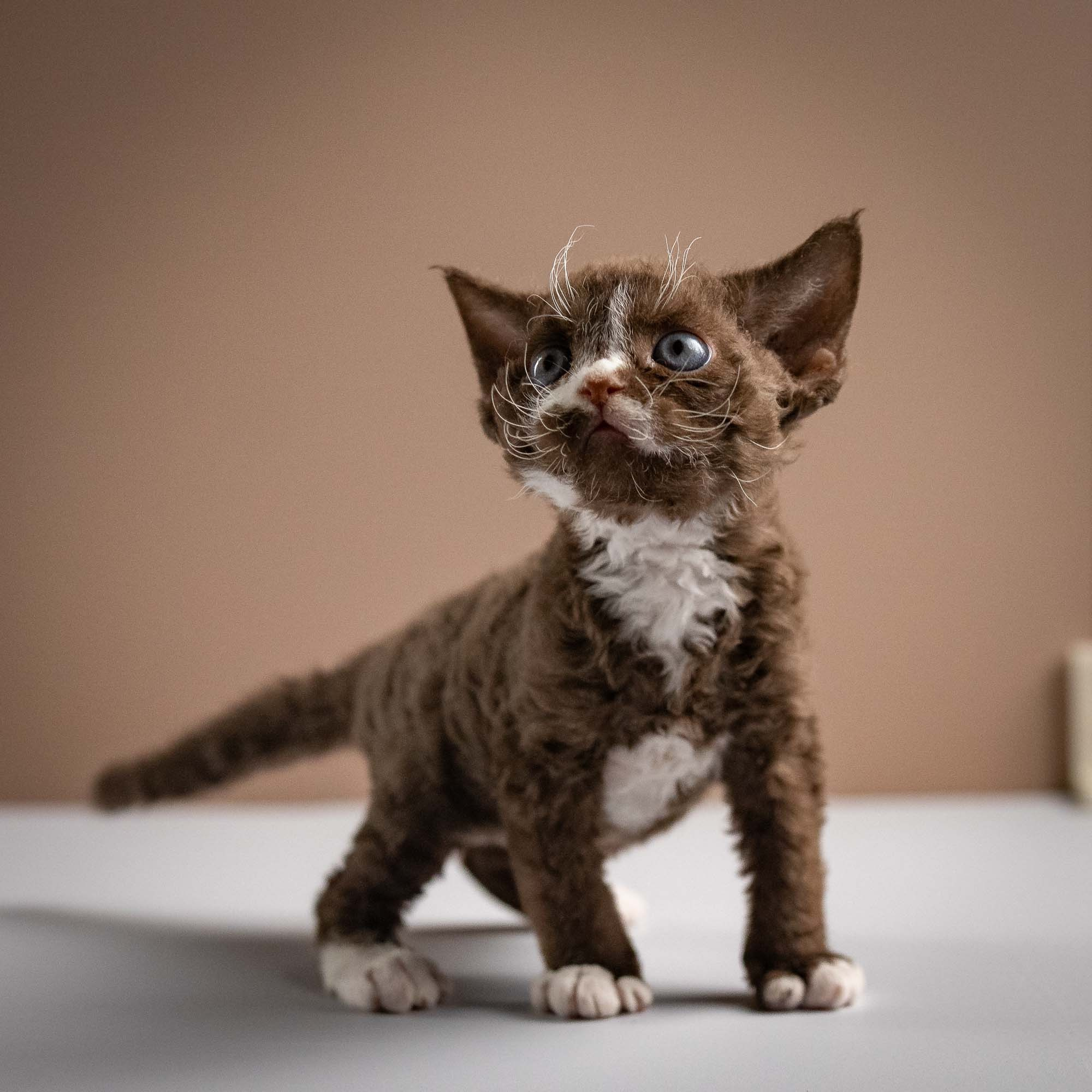 Preston, boy, born 02.11.26. Devon Rex Pixie Cattery